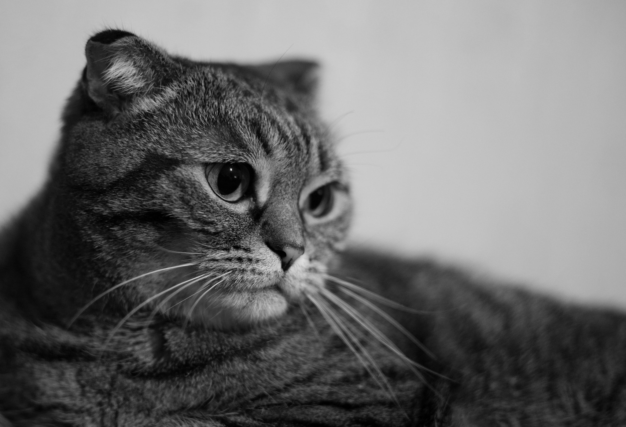 Pentax K-1 + Pentax smc FA 77mm 1.8 Limited sample photo. Cat maruska photography