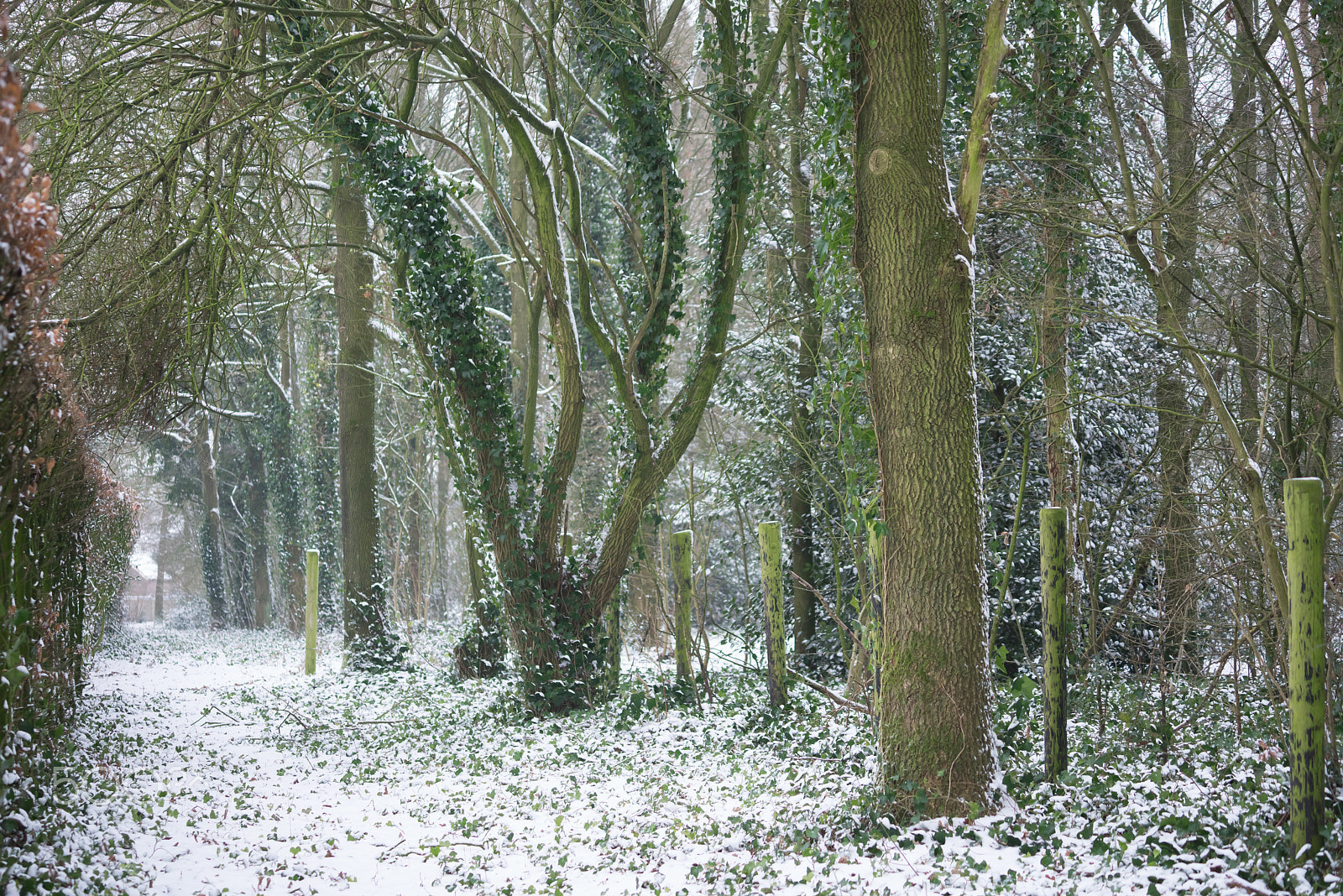 Sony a7R + Sony FE 70-200mm F4 G OSS sample photo. Winter in the park photography