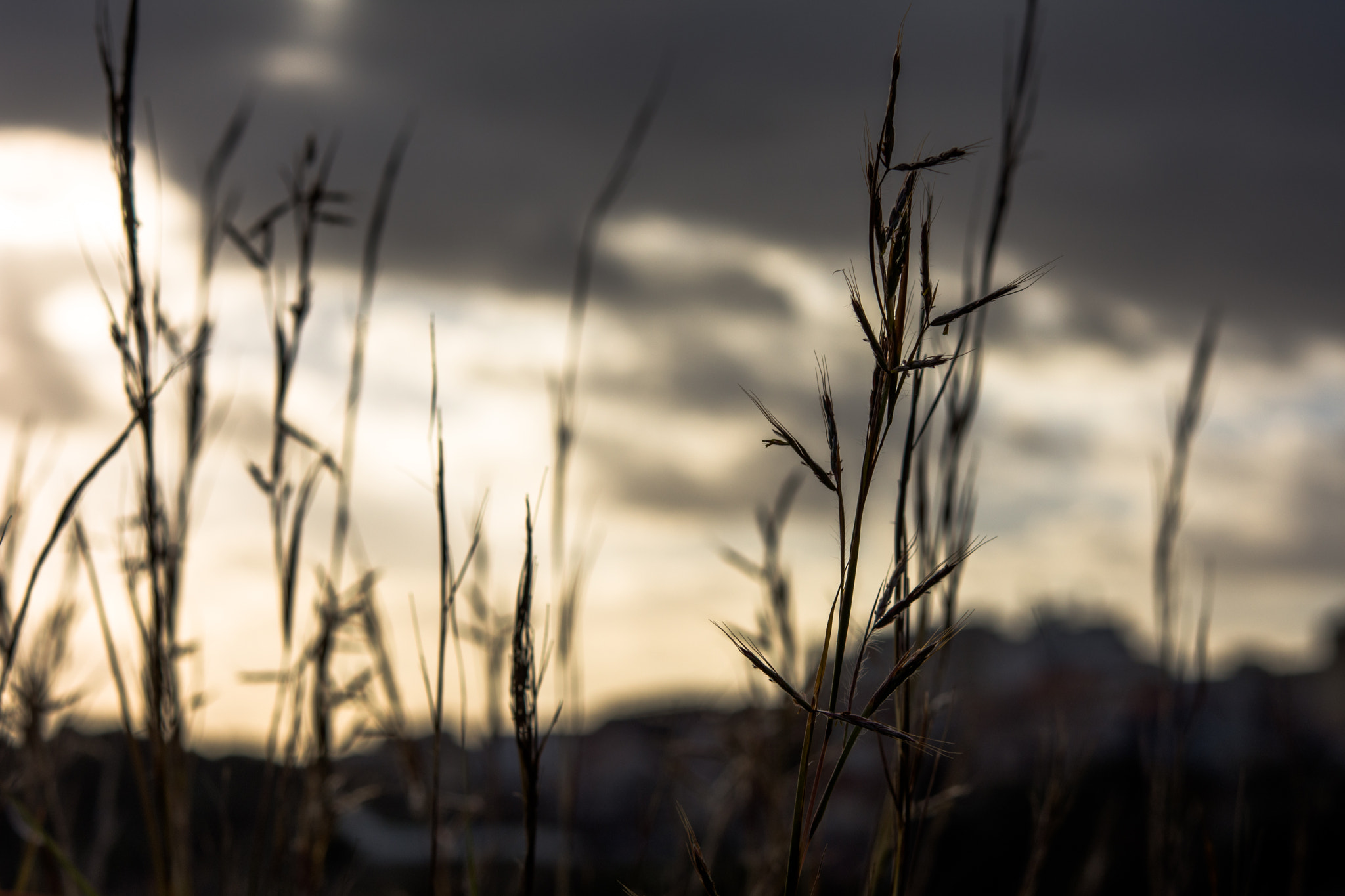 Nikon AF-S Micro-Nikkor 60mm F2.8G ED sample photo. Nature photography