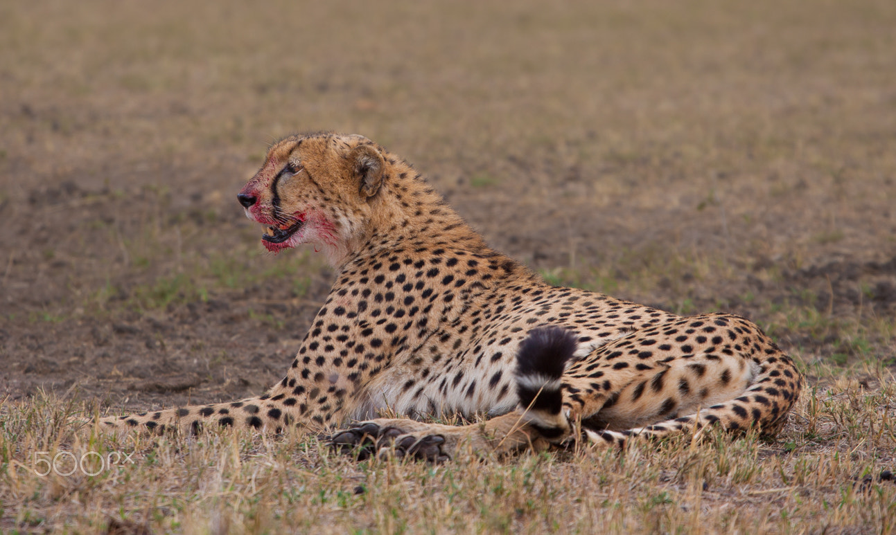 Canon EOS 50D + Canon EF 100-400mm F4.5-5.6L IS USM sample photo. Cheetah photography