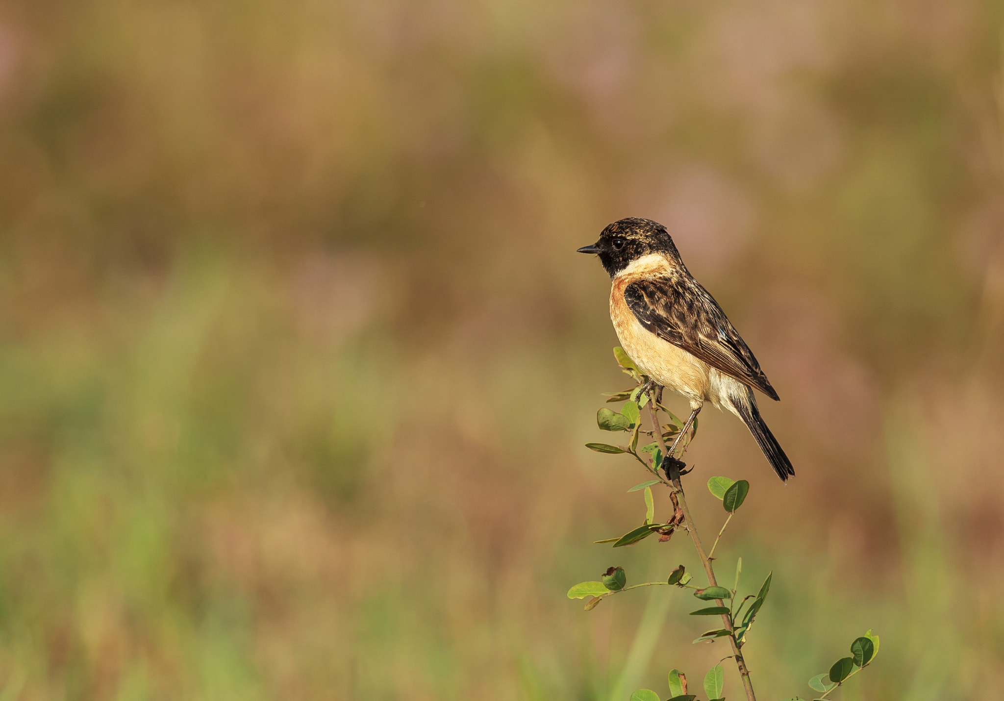 Canon EF 500mm F4L IS II USM sample photo. Common stonechat photography