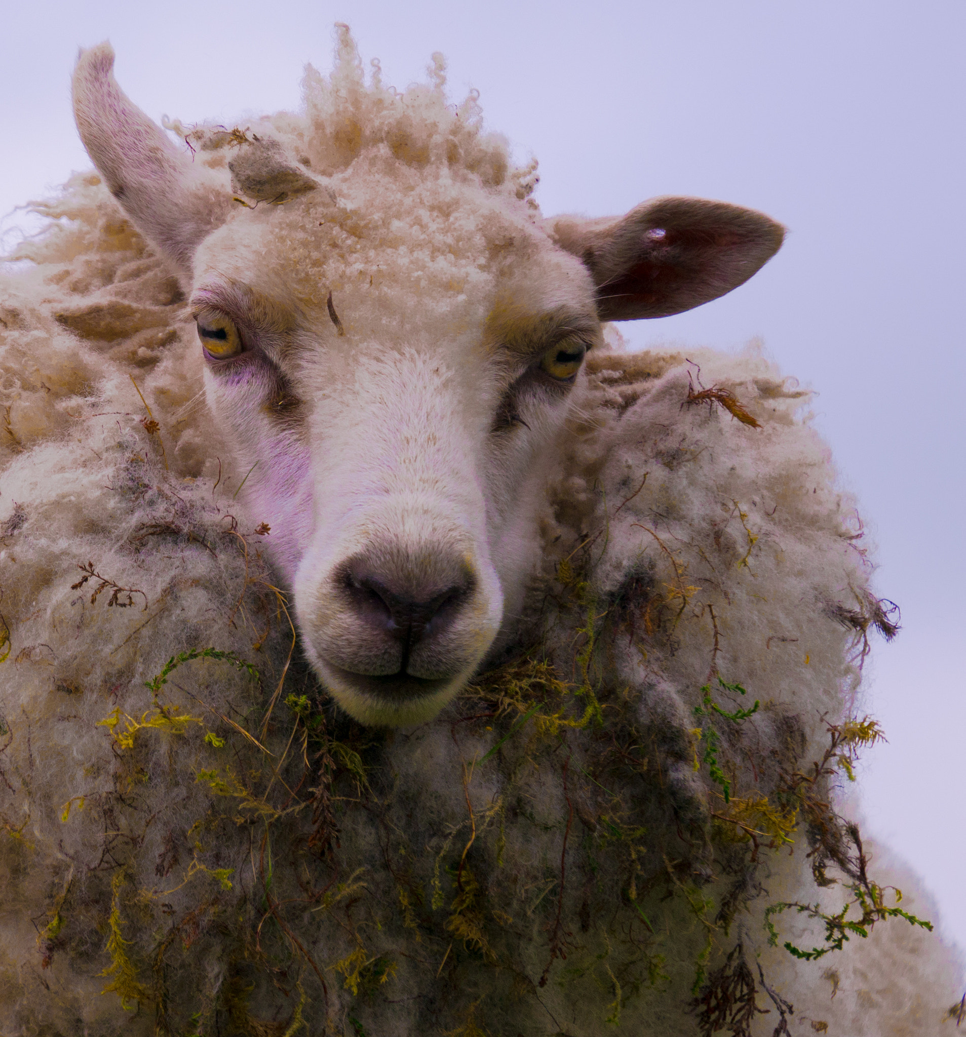Panasonic Lumix G X Vario PZ 45-175mm F4.0-5.6 ASPH OIS sample photo. Don't mess with this sheep photography