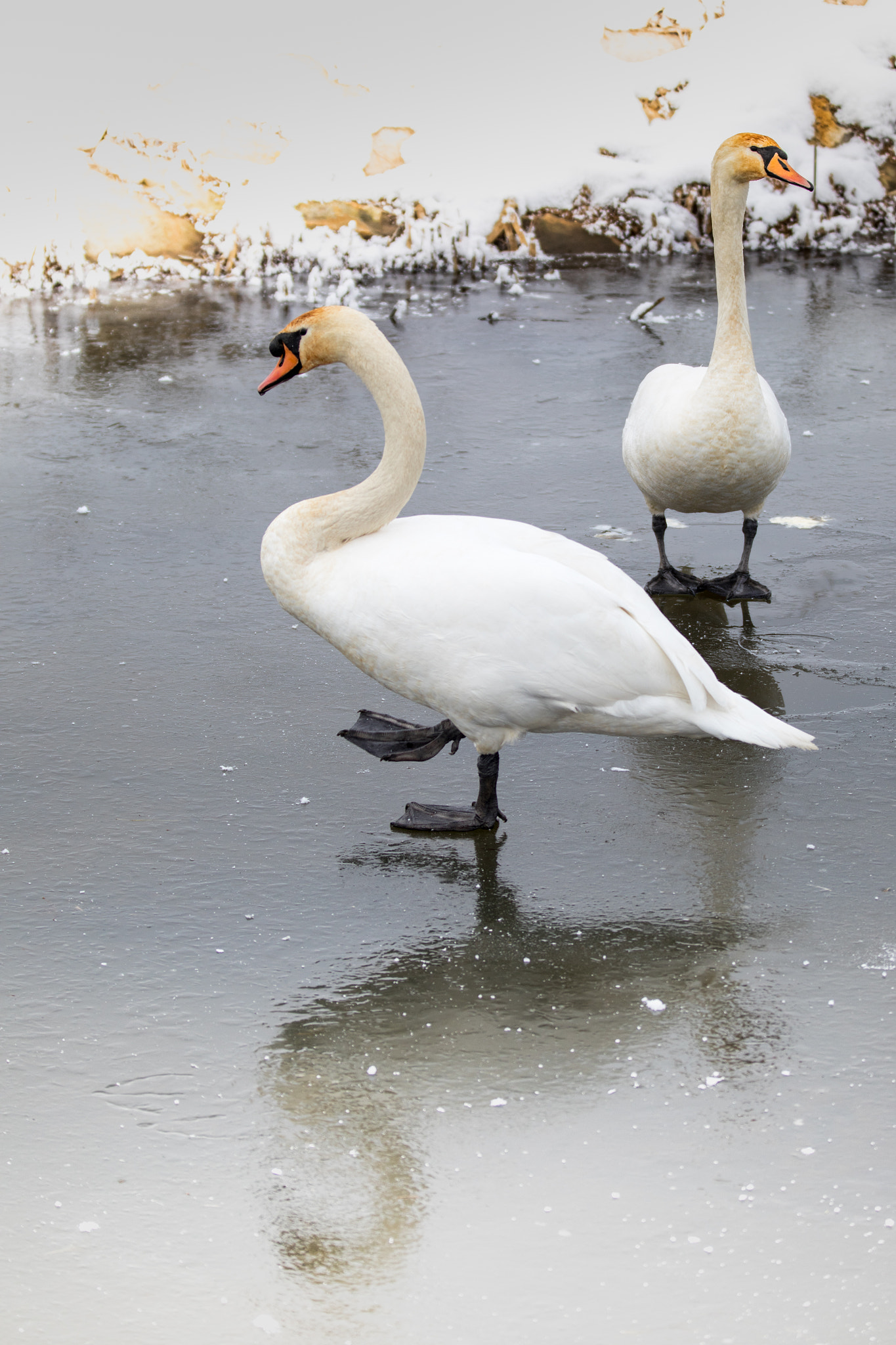 Canon EF 70-200mm F2.8L IS II USM sample photo. Snow swans i photography