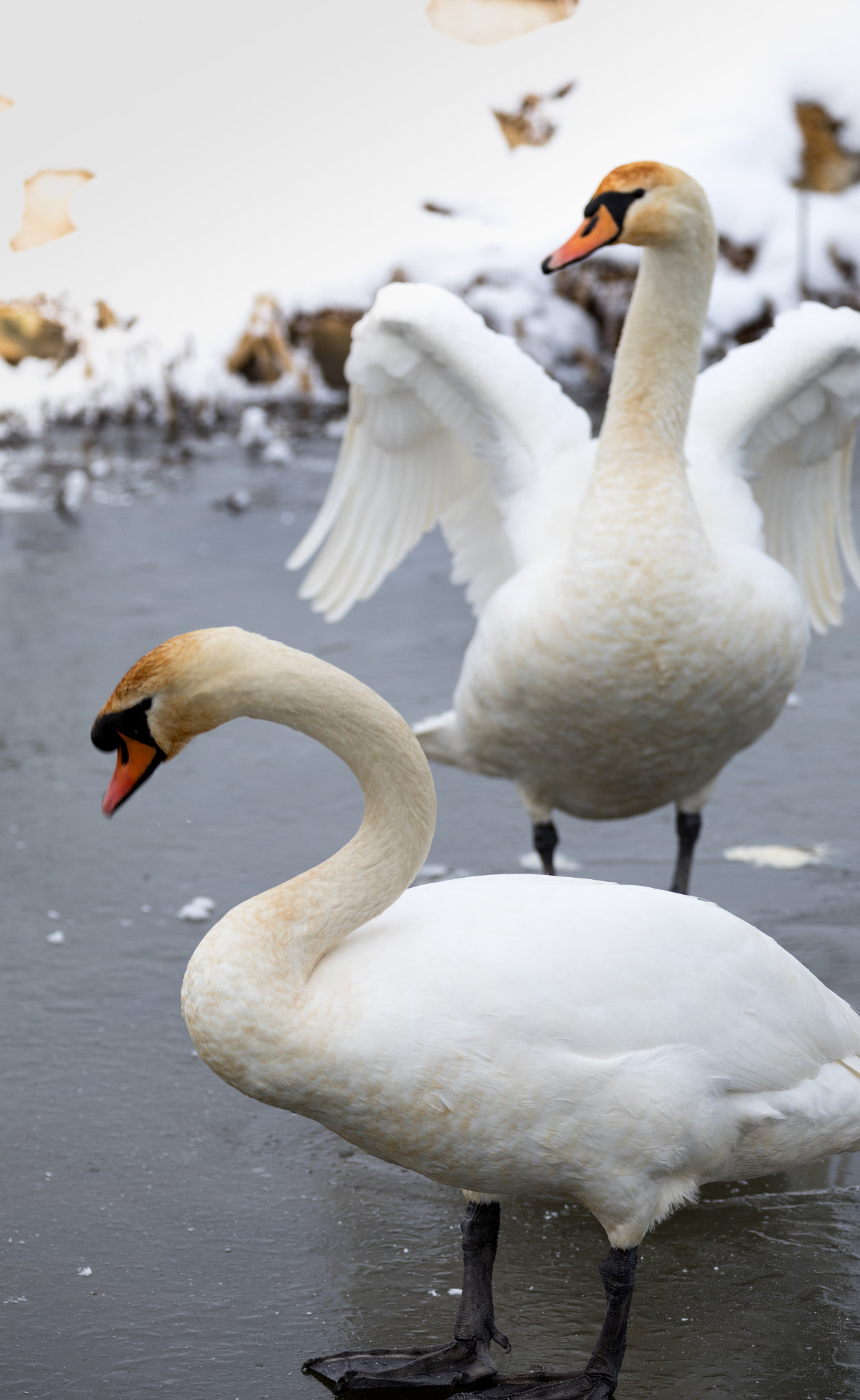 Canon EF 70-200mm F2.8L IS II USM sample photo. Snow swans ii photography