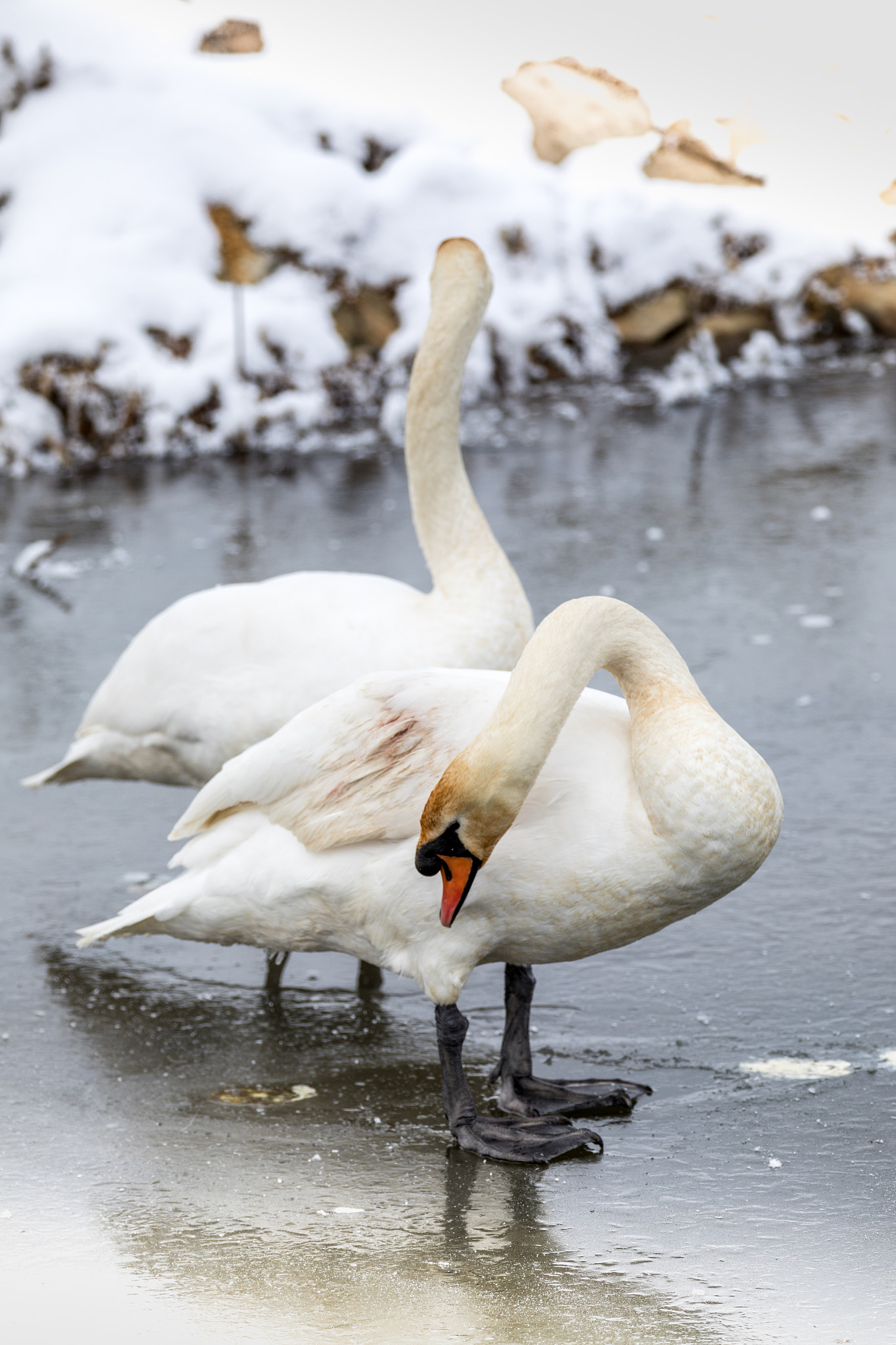 Canon EF 70-200mm F2.8L IS II USM sample photo. Snow swans iii photography