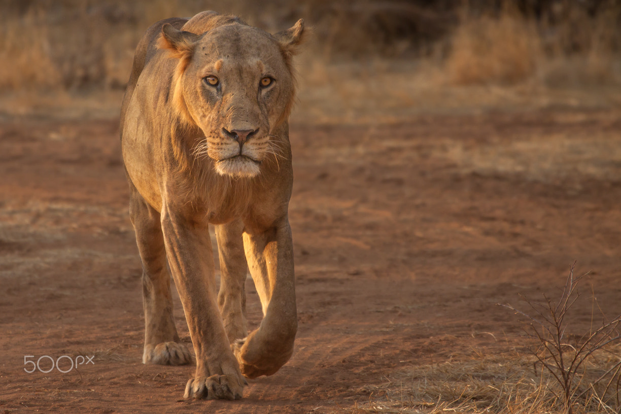 Canon EOS 50D + Canon EF 100-400mm F4.5-5.6L IS USM sample photo. Young lion photography