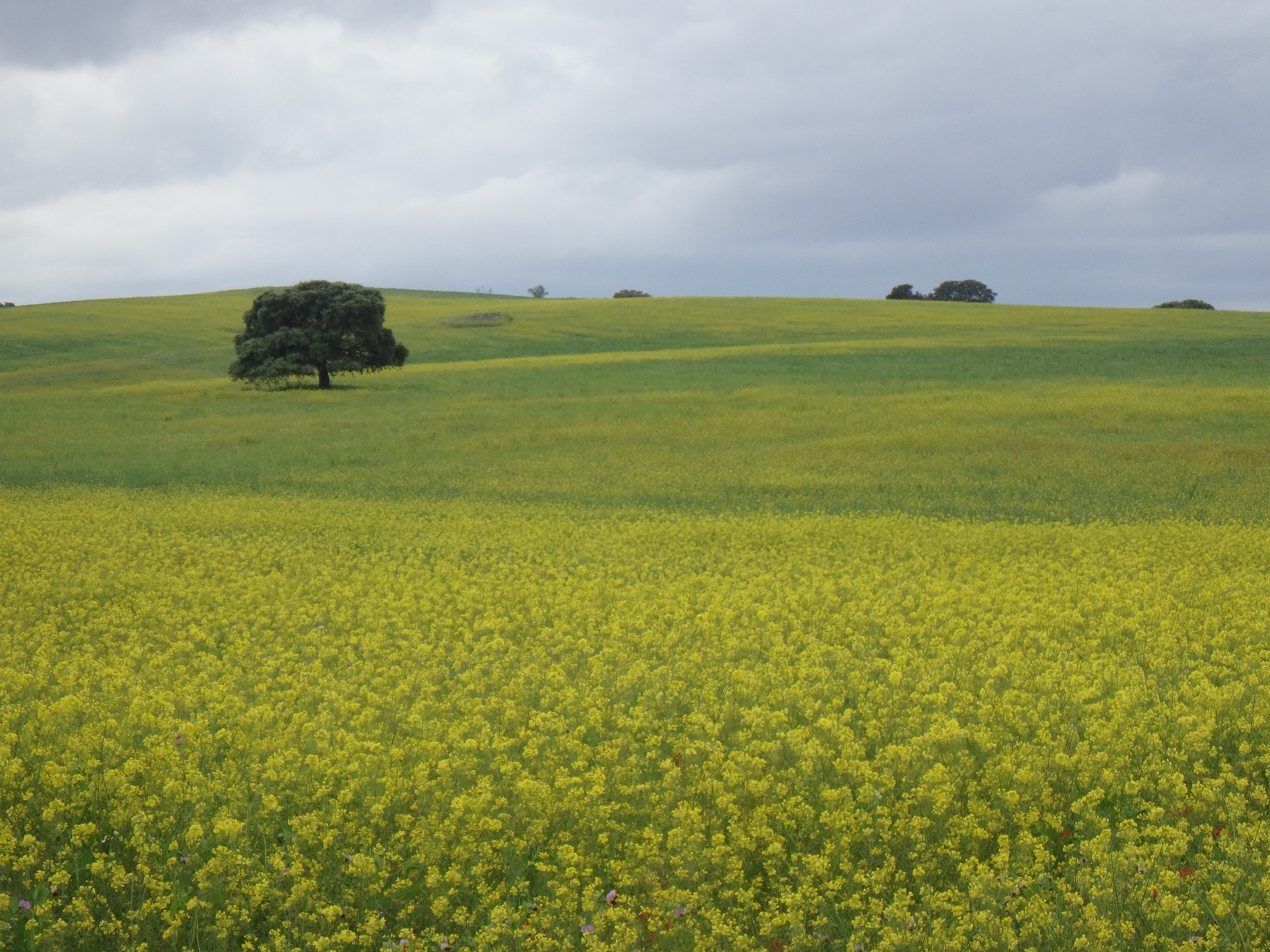 Olympus TG-860 sample photo. Campagne almendralejo, espagne photography