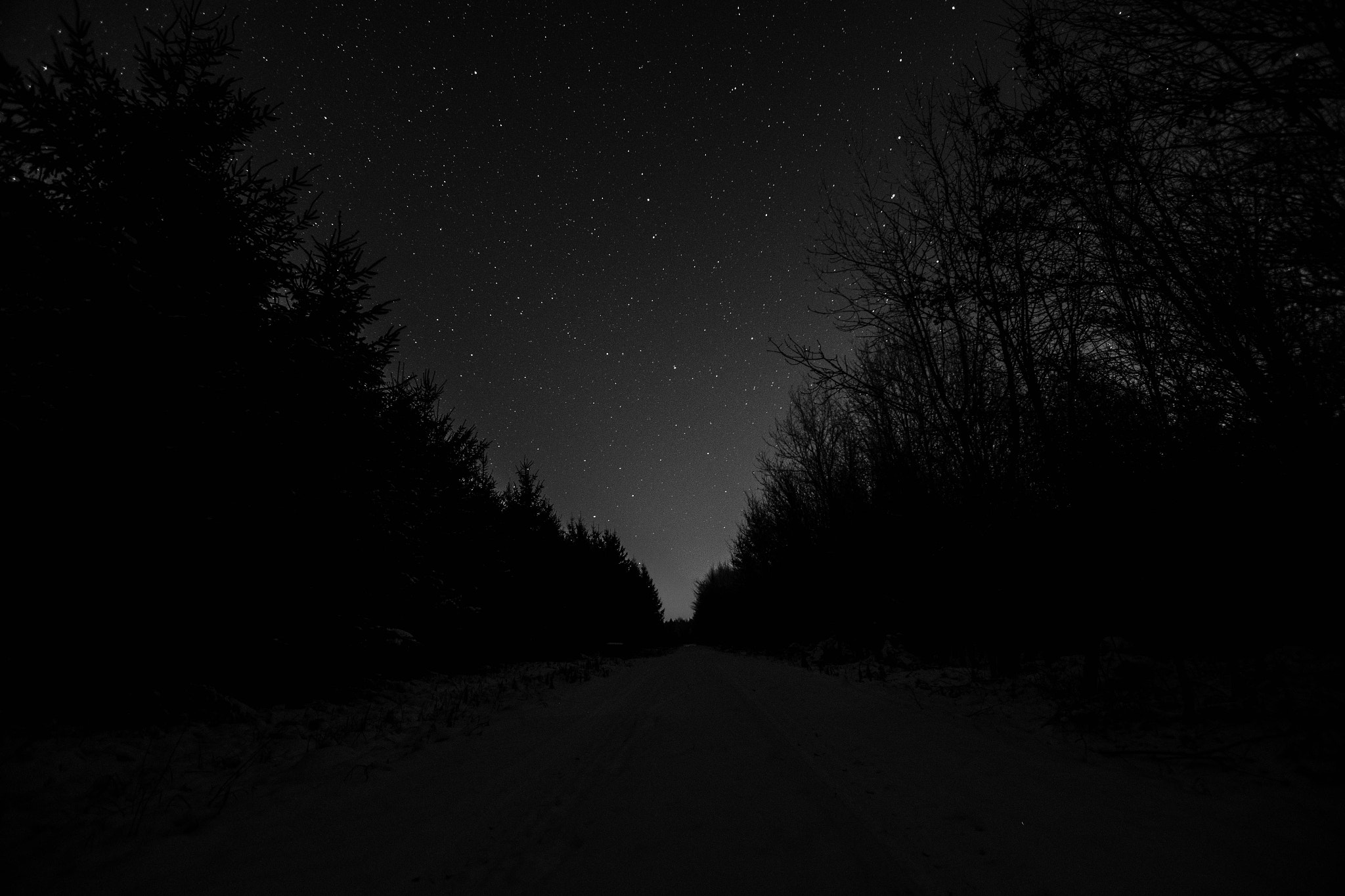 Pentax K-S1 sample photo. Treetops to the stars photography