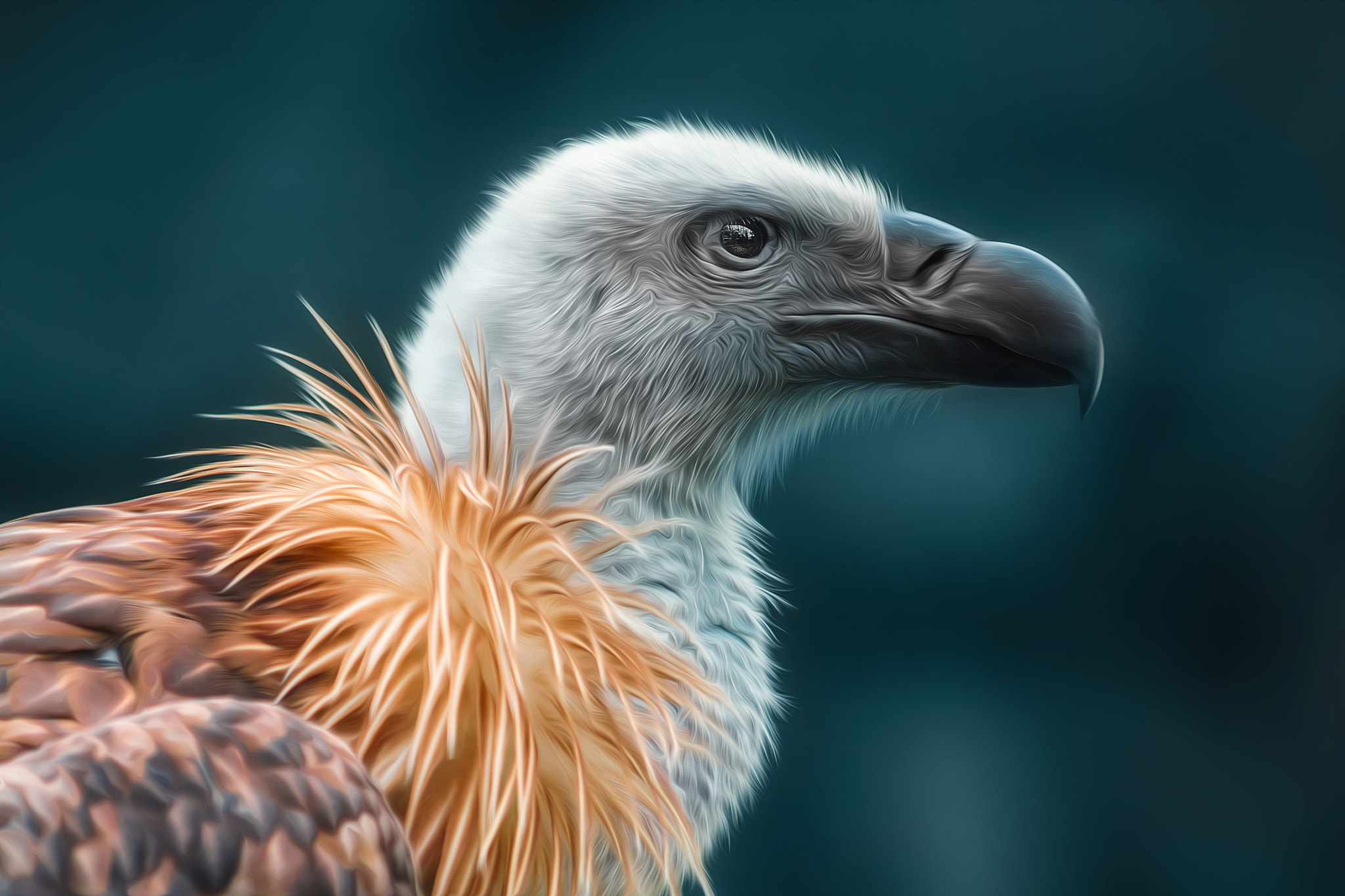 Canon EOS 650D (EOS Rebel T4i / EOS Kiss X6i) sample photo. Vulture photography