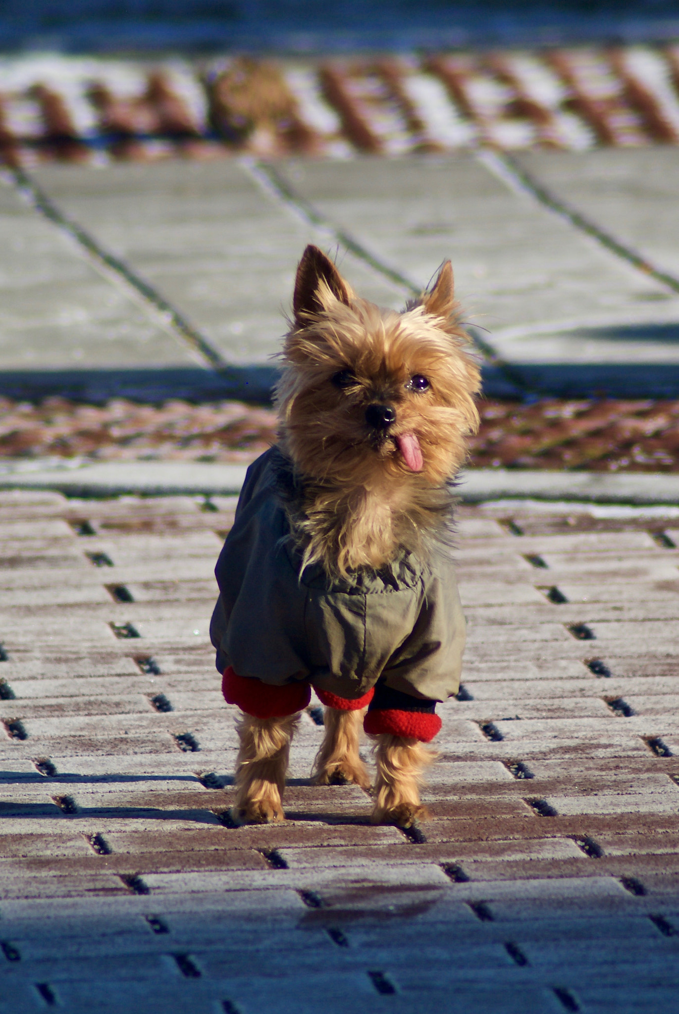 Tamron AF 70-300mm F4-5.6 LD Macro 1:2 sample photo. Mia photography