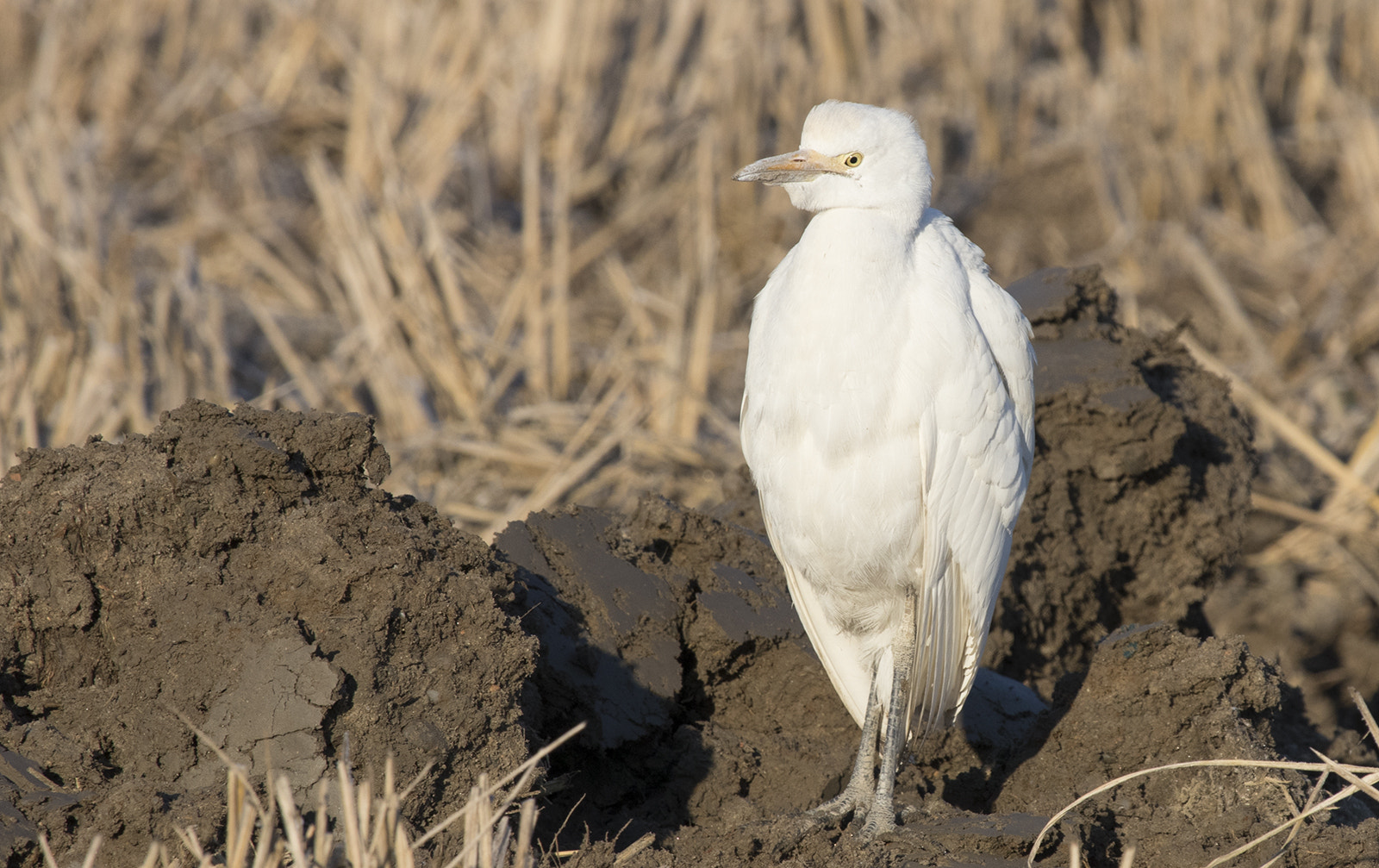 Canon EF 100-400mm F4.5-5.6L IS USM sample photo. Guardabuoi photography