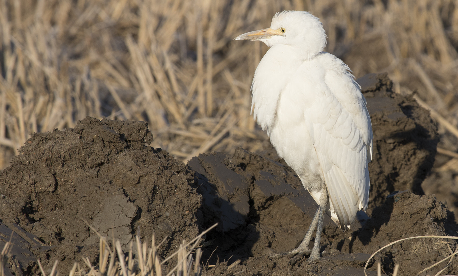 Canon EF 100-400mm F4.5-5.6L IS USM sample photo. Guardabuoi photography