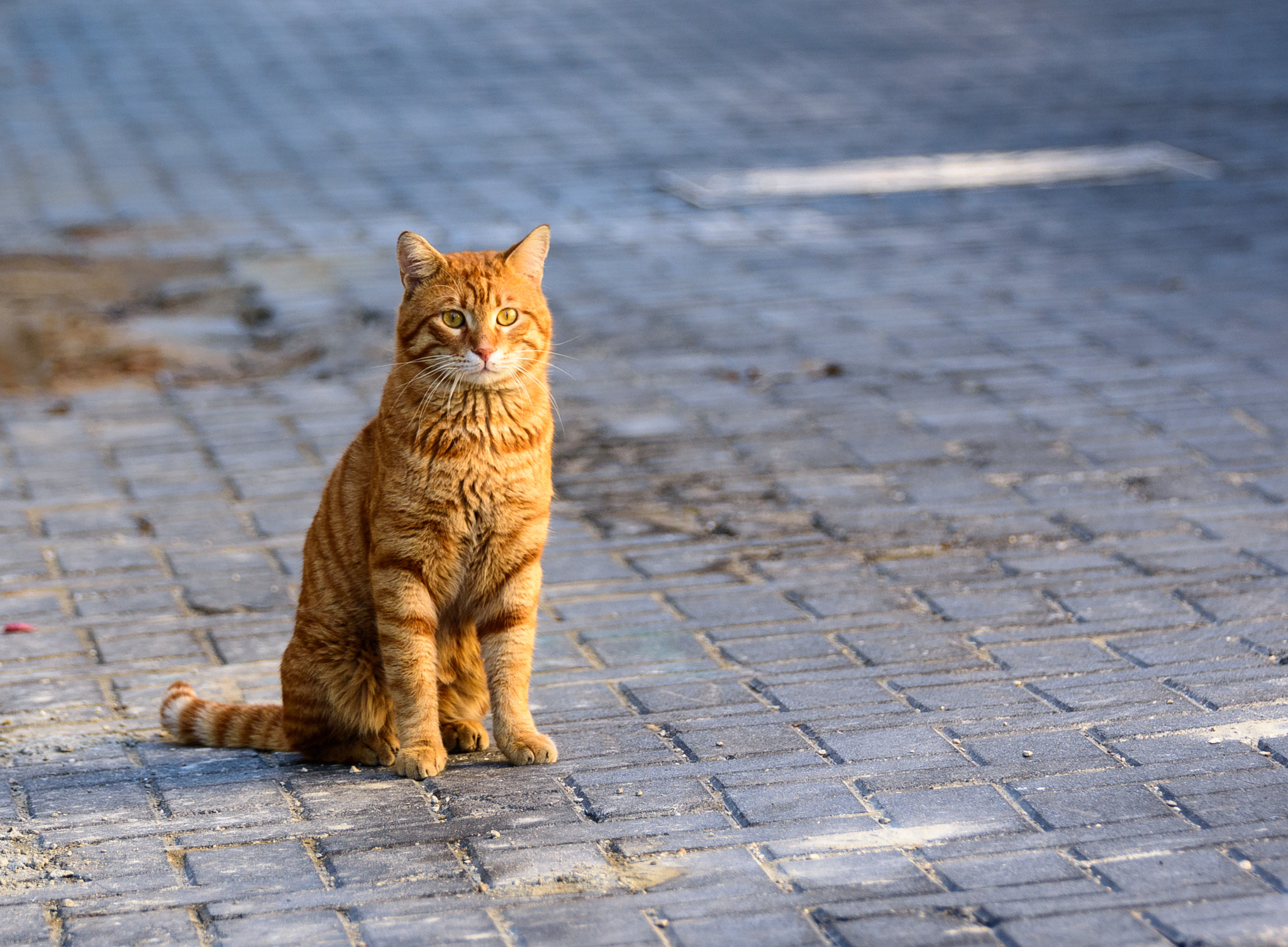 Tamron SP 70-200mm F2.8 Di VC USD sample photo. Red-headed cat photography