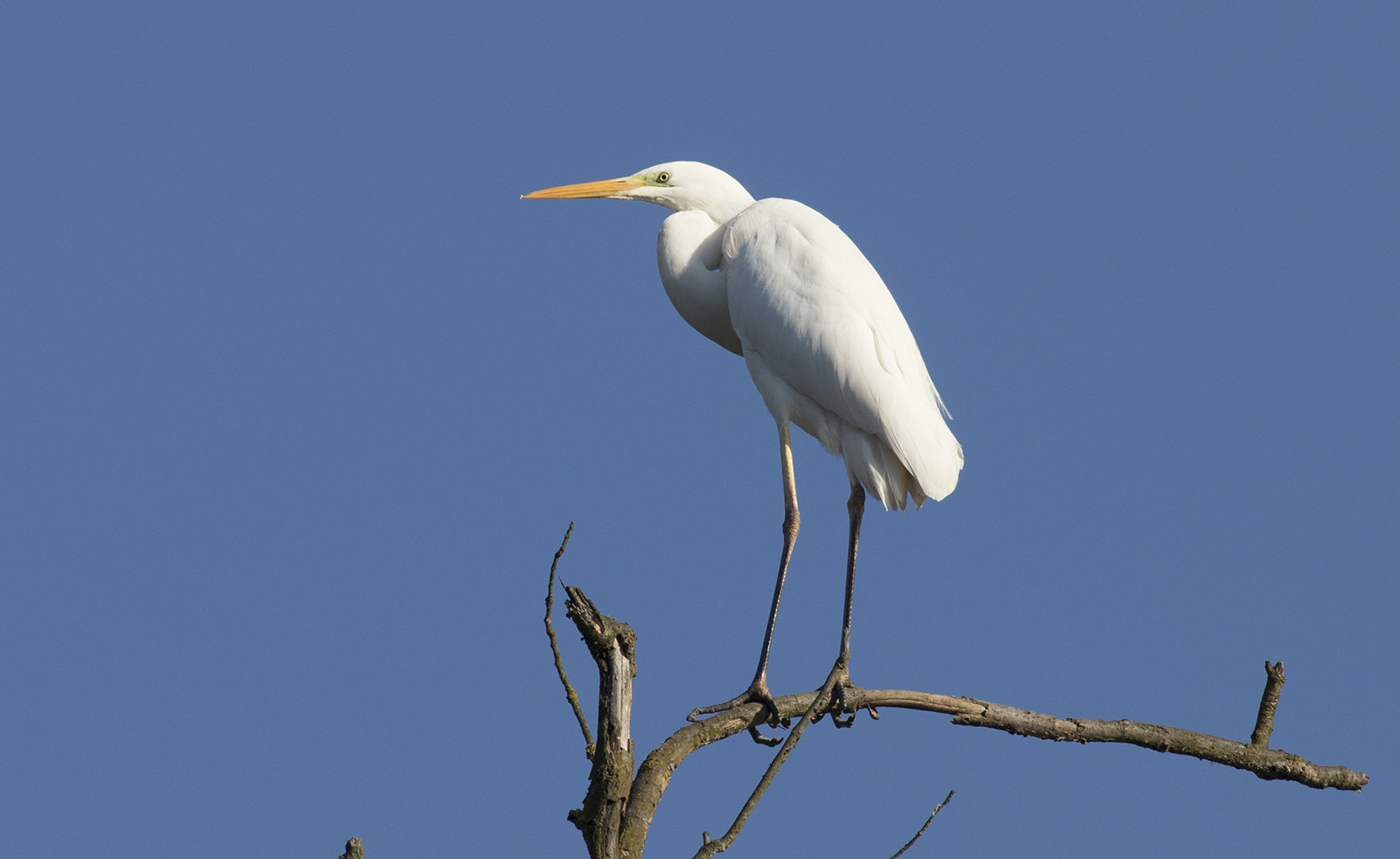 Canon EF 100-400mm F4.5-5.6L IS USM sample photo. Posa photography