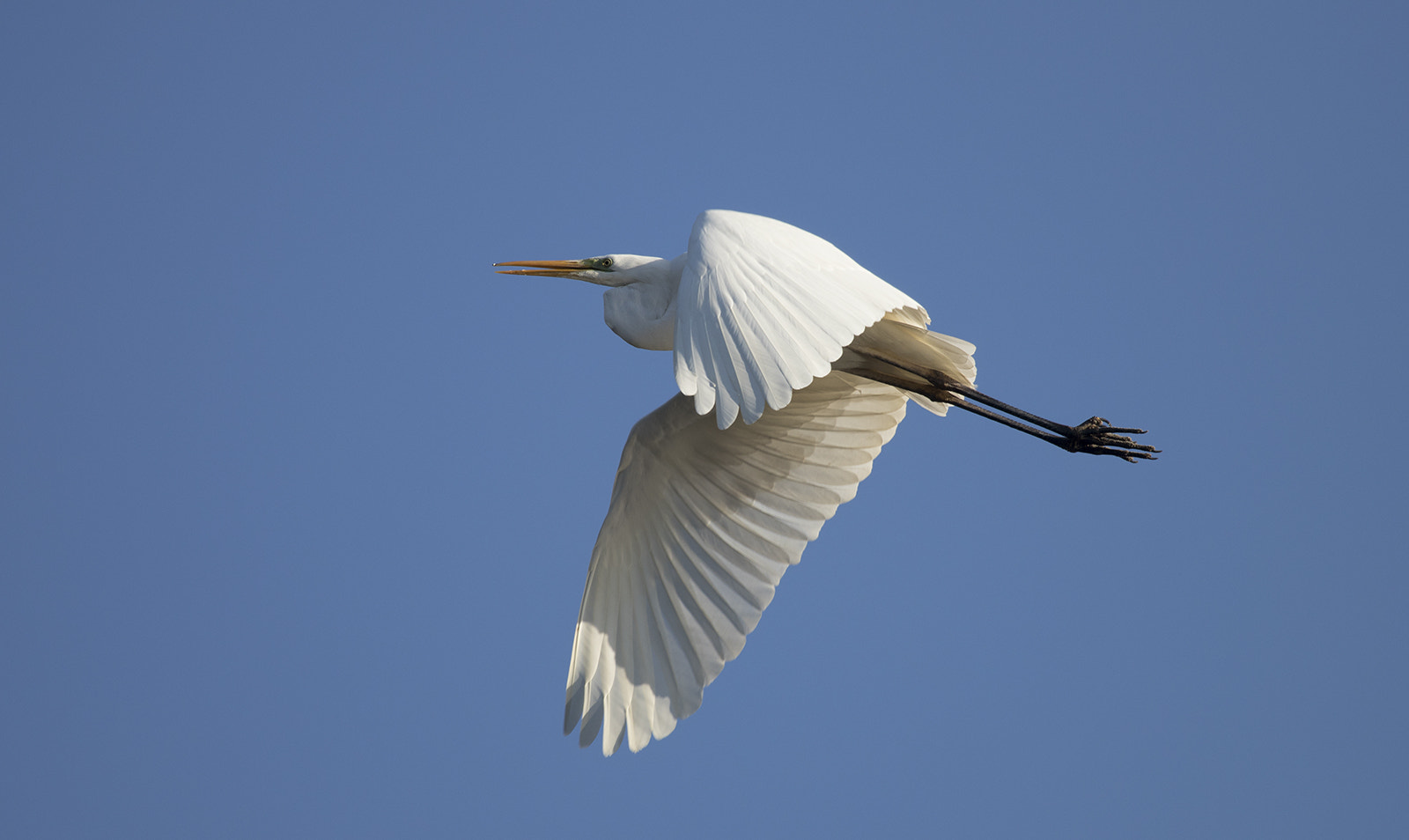 Canon EF 100-400mm F4.5-5.6L IS USM sample photo. Airone bianco maggiore in volo photography