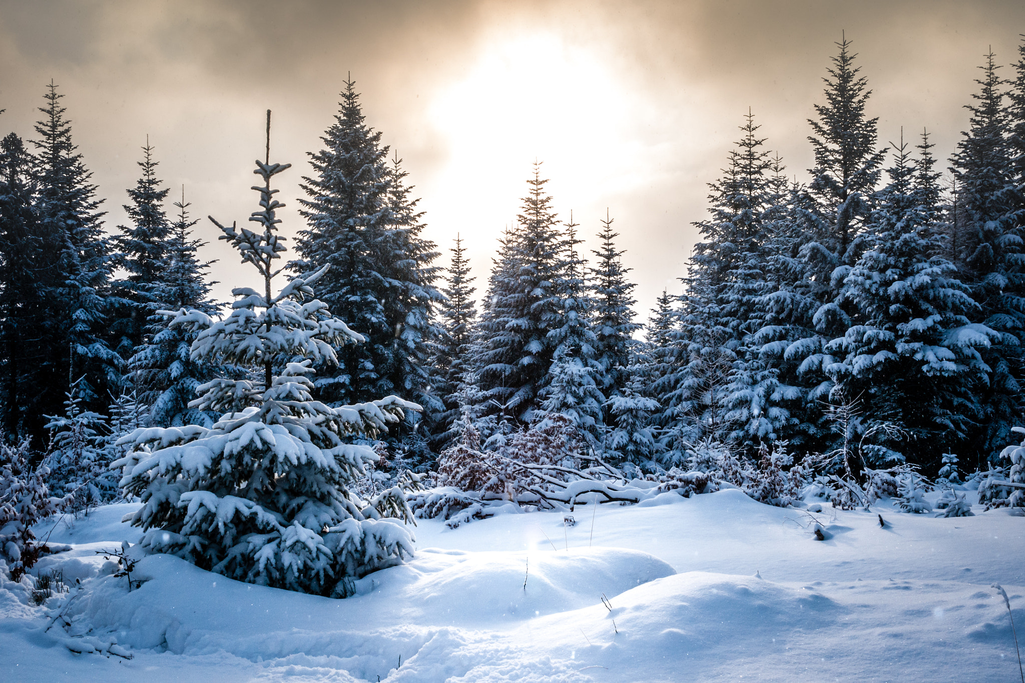 Sony Alpha DSLR-A700 sample photo. Snowy forest photography