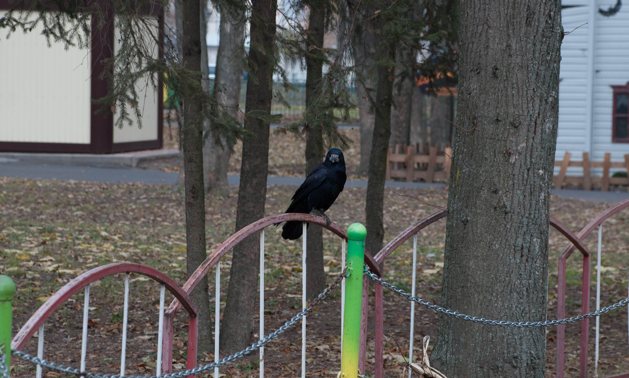 Nikon D60 sample photo. 31307705944.jpg photography