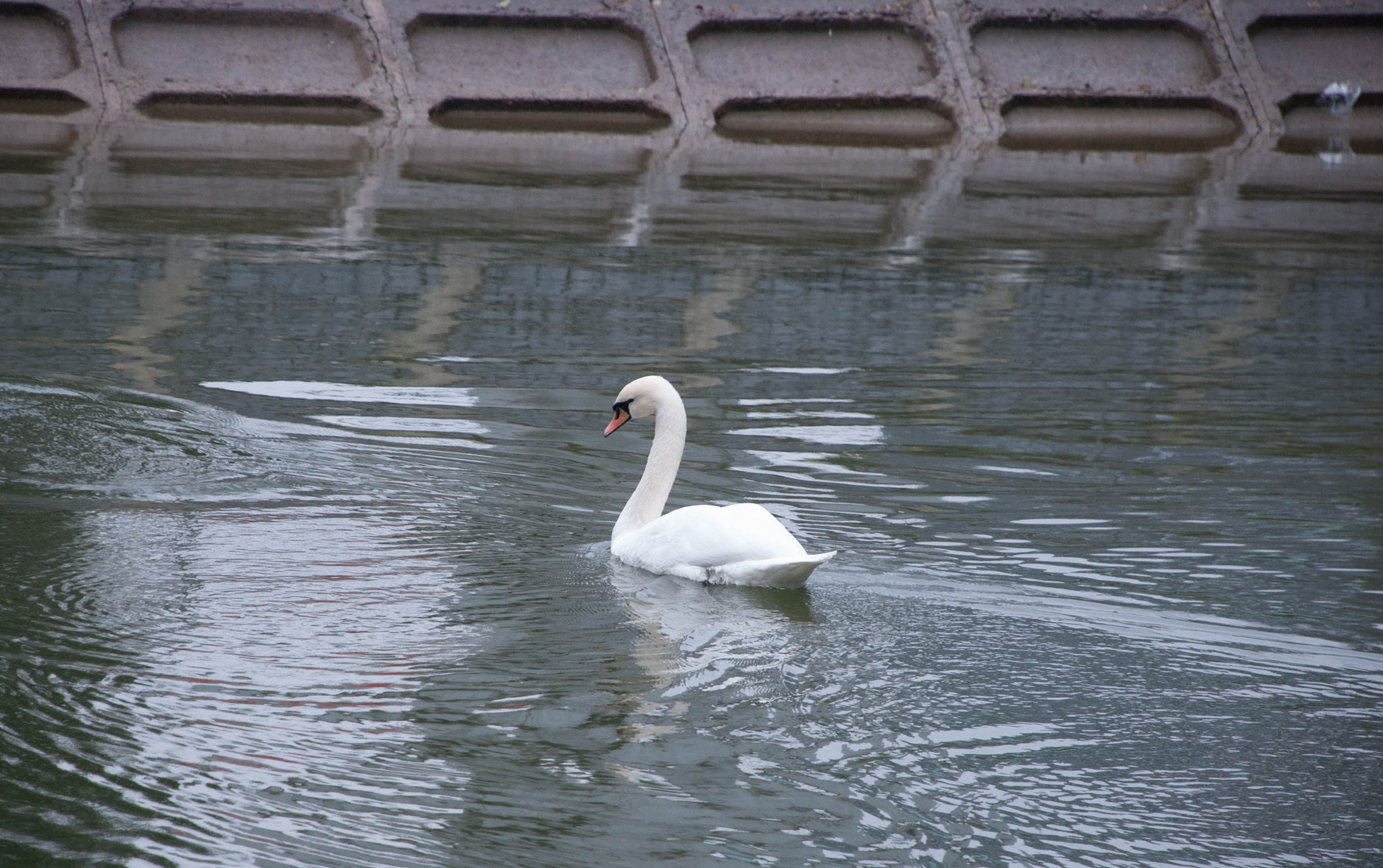 Nikon D60 sample photo. 30663472825.jpg photography