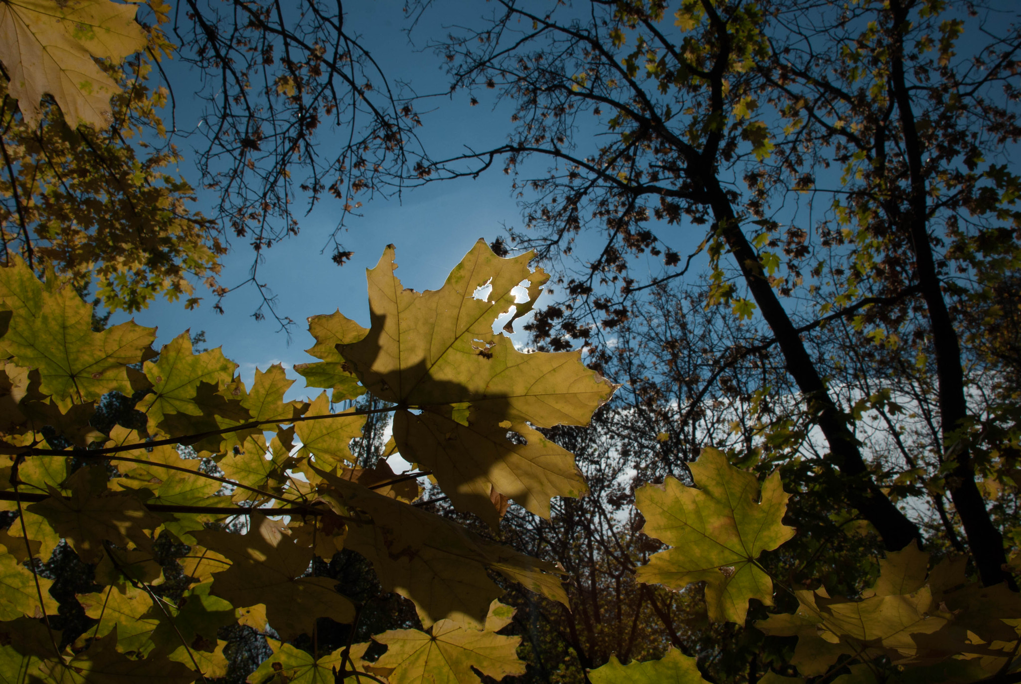 Nikon D60 sample photo. 30363786990.jpg photography