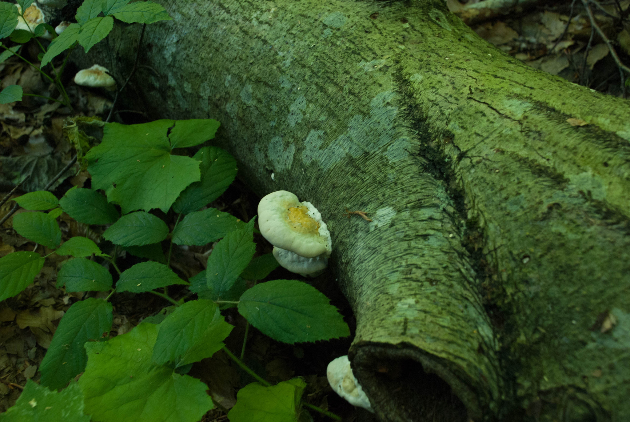 Nikon D60 sample photo. 28900711872.jpg photography