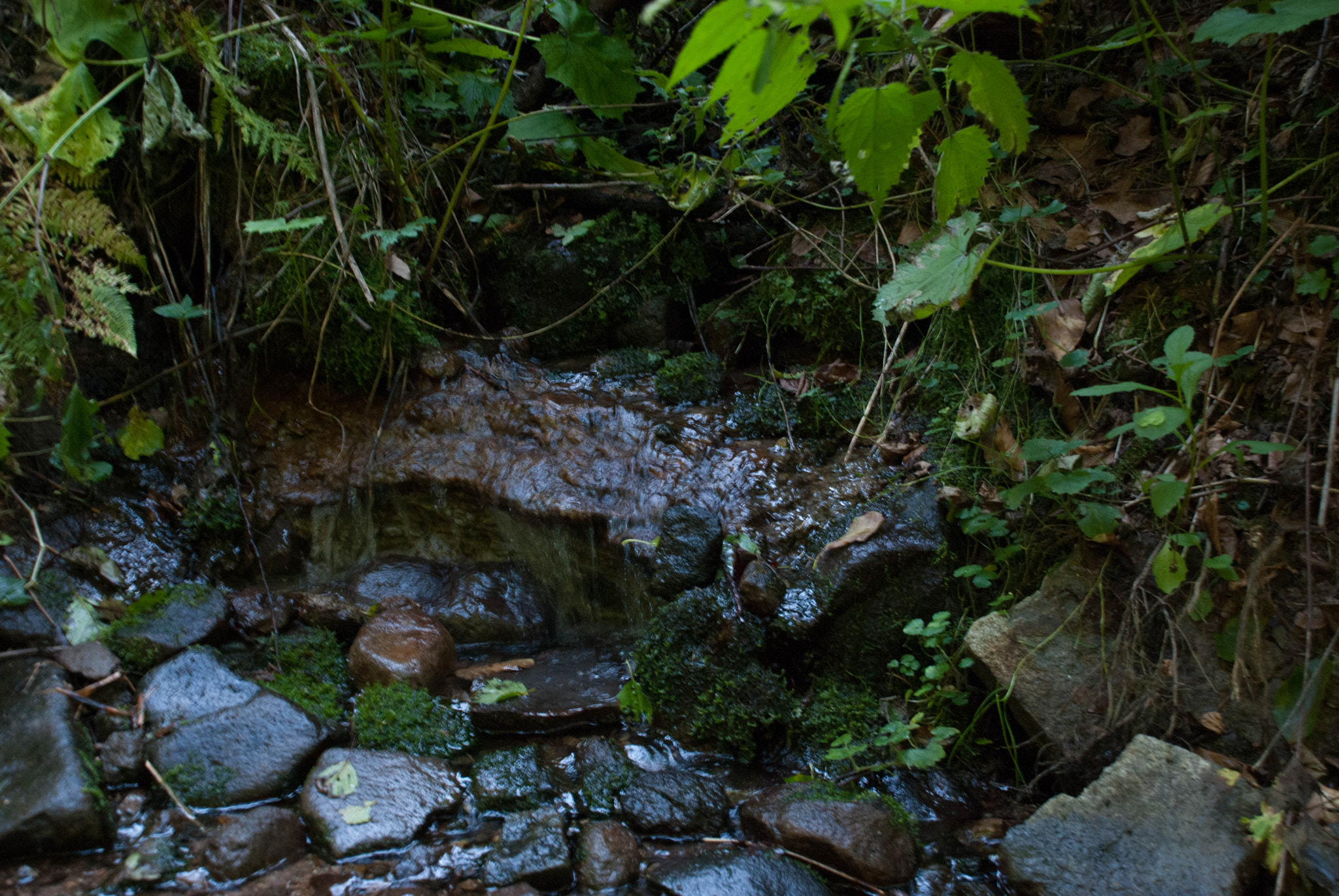 Nikon D60 sample photo. 29005952905.jpg photography