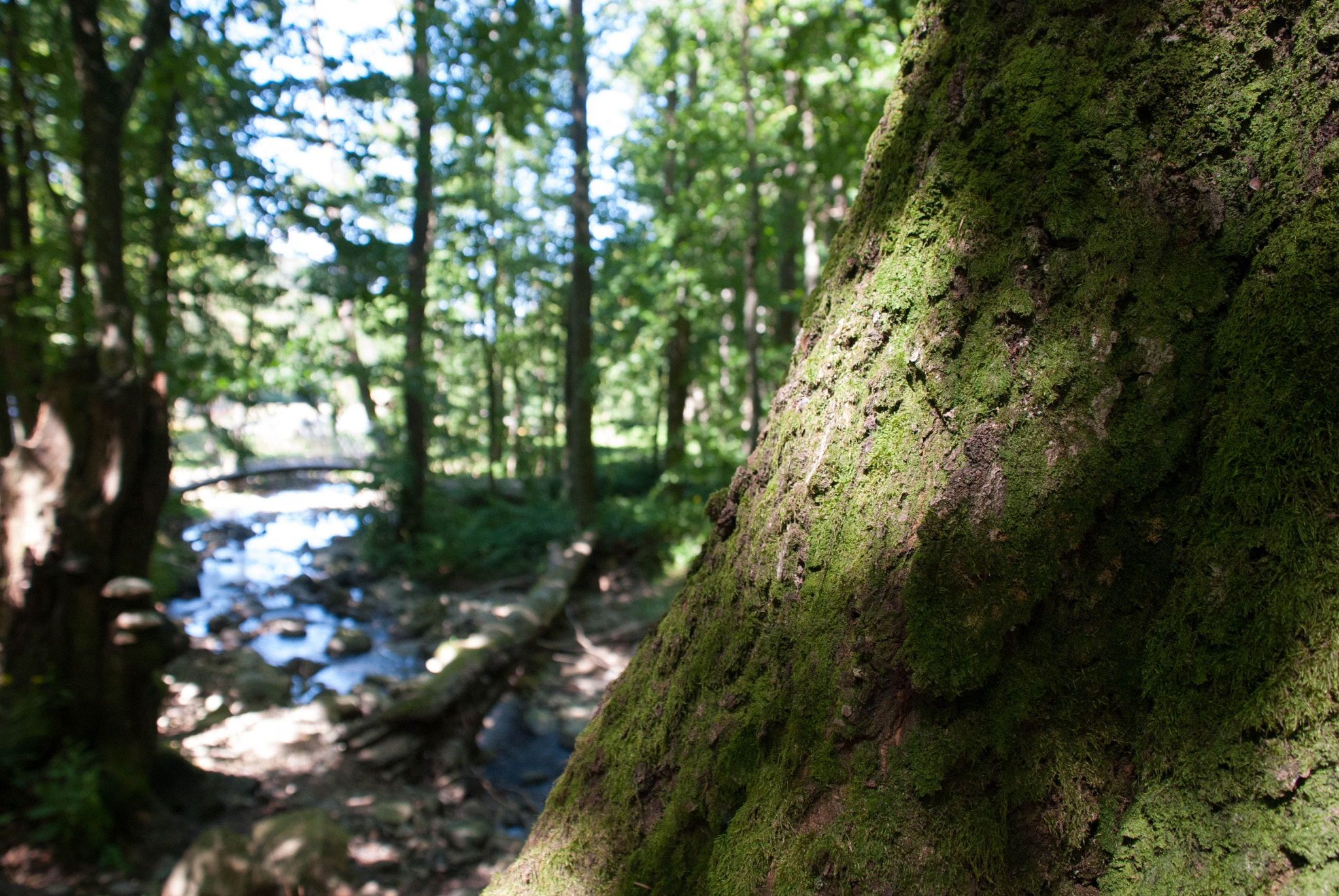 Nikon D60 sample photo. 28719755770.jpg photography