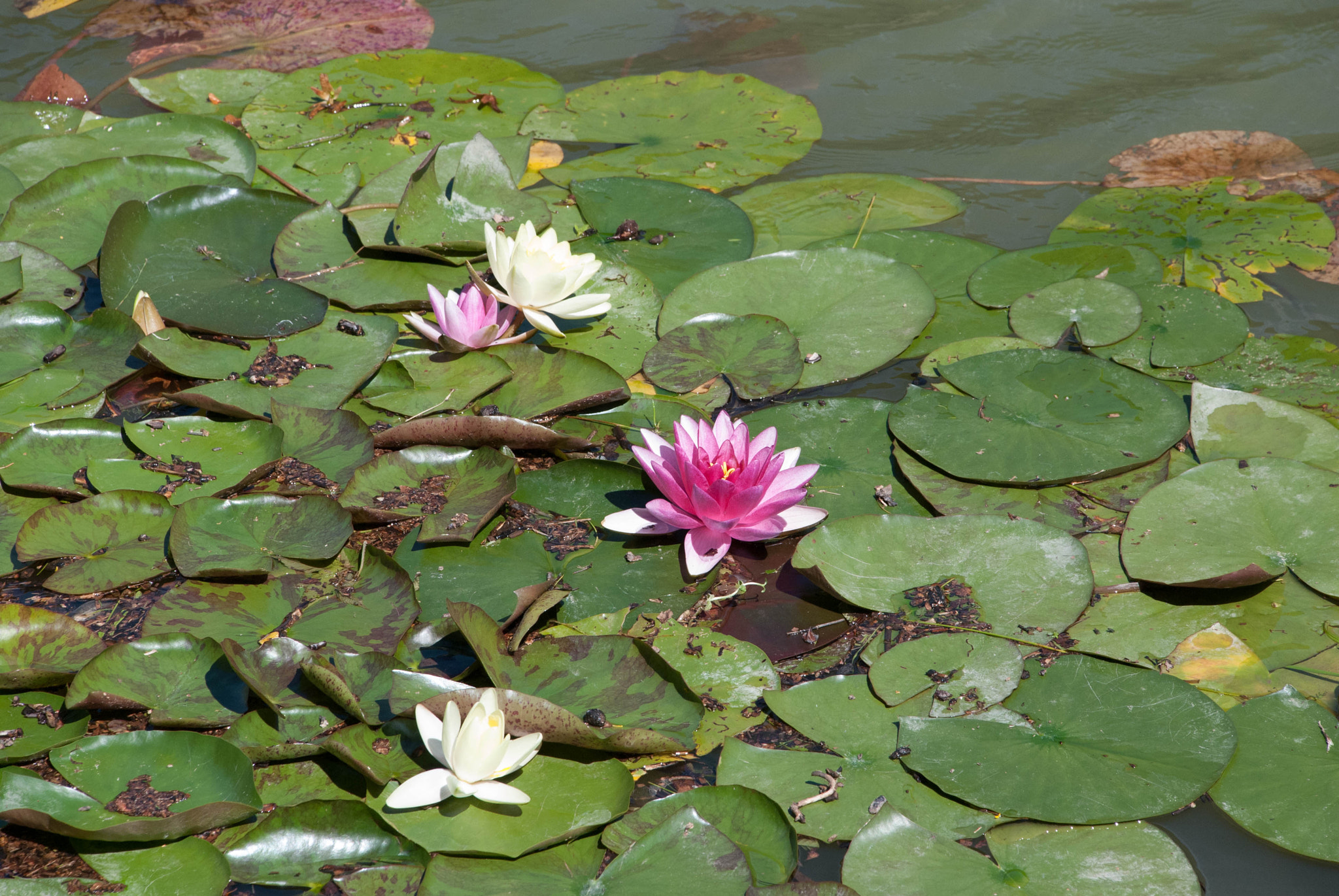 Nikon D60 sample photo. 29005960965.jpg photography