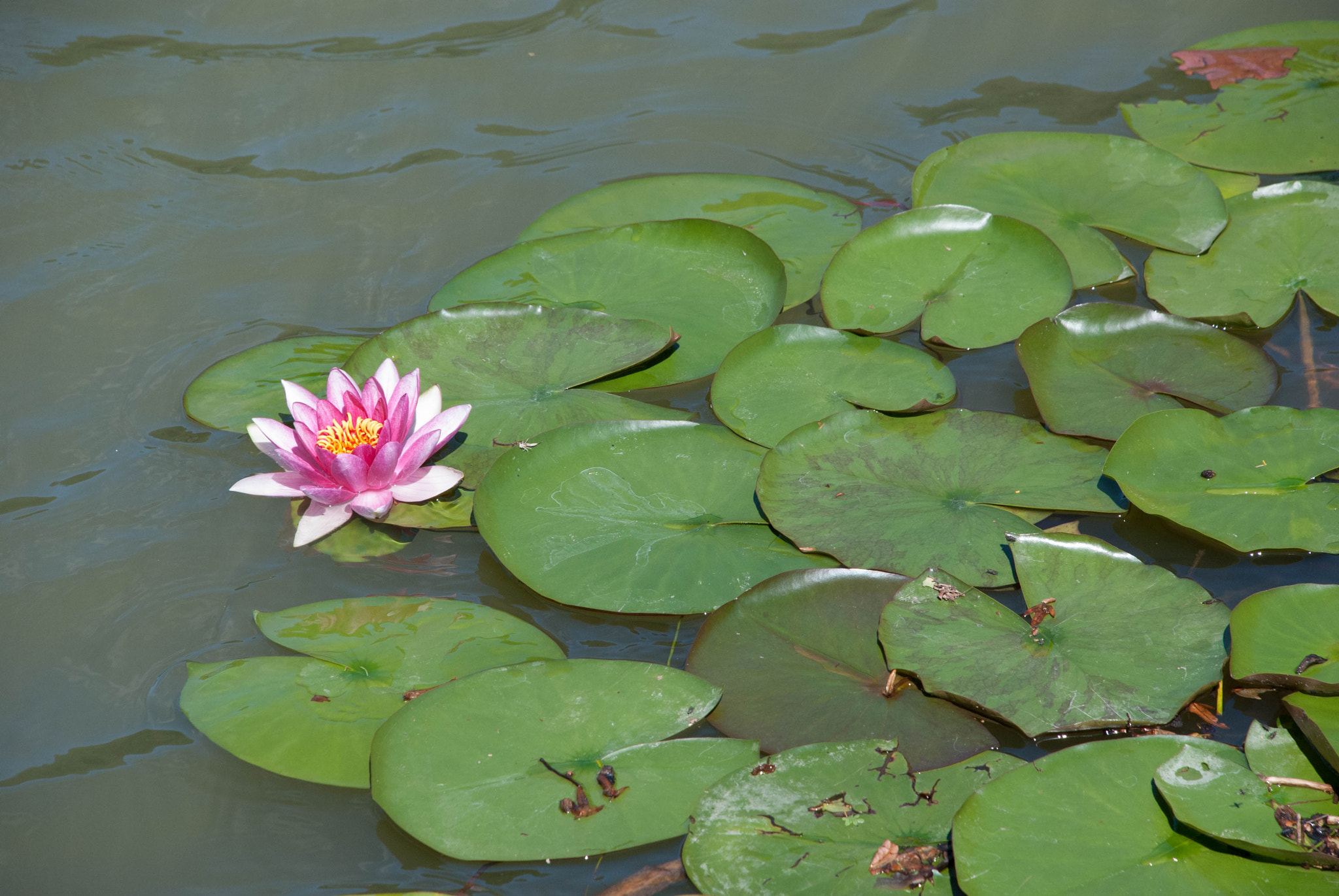 Nikon D60 sample photo. 28900718772.jpg photography