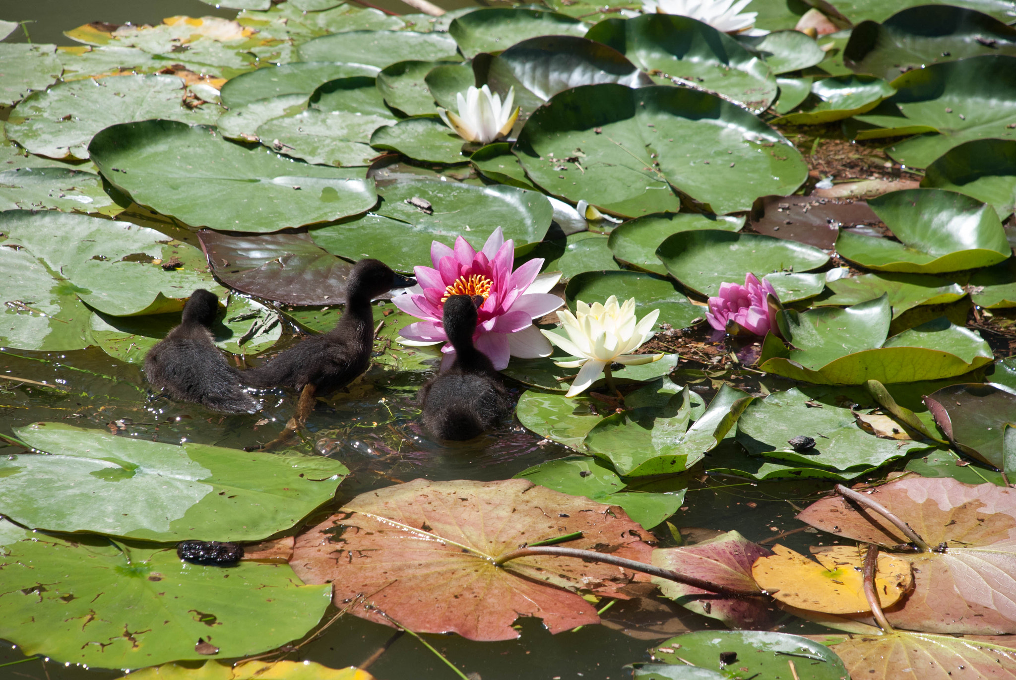 Nikon D60 sample photo. 28900721632.jpg photography