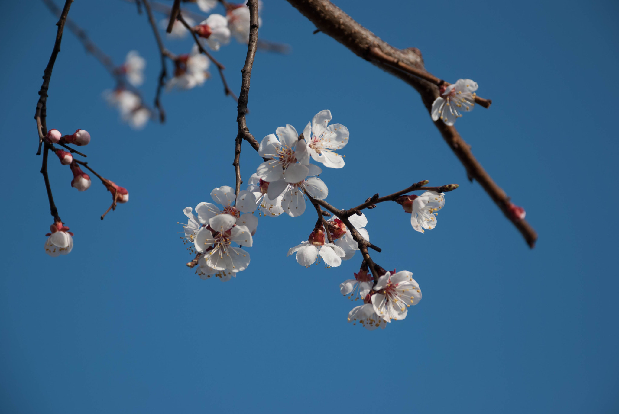 Nikon D60 sample photo. 28513660311.jpg photography