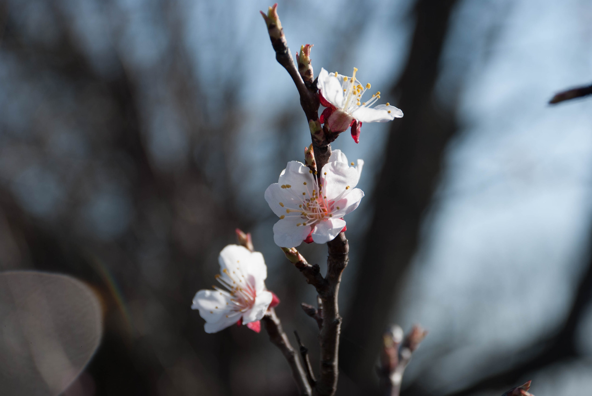 Nikon D60 sample photo. 27976205573.jpg photography