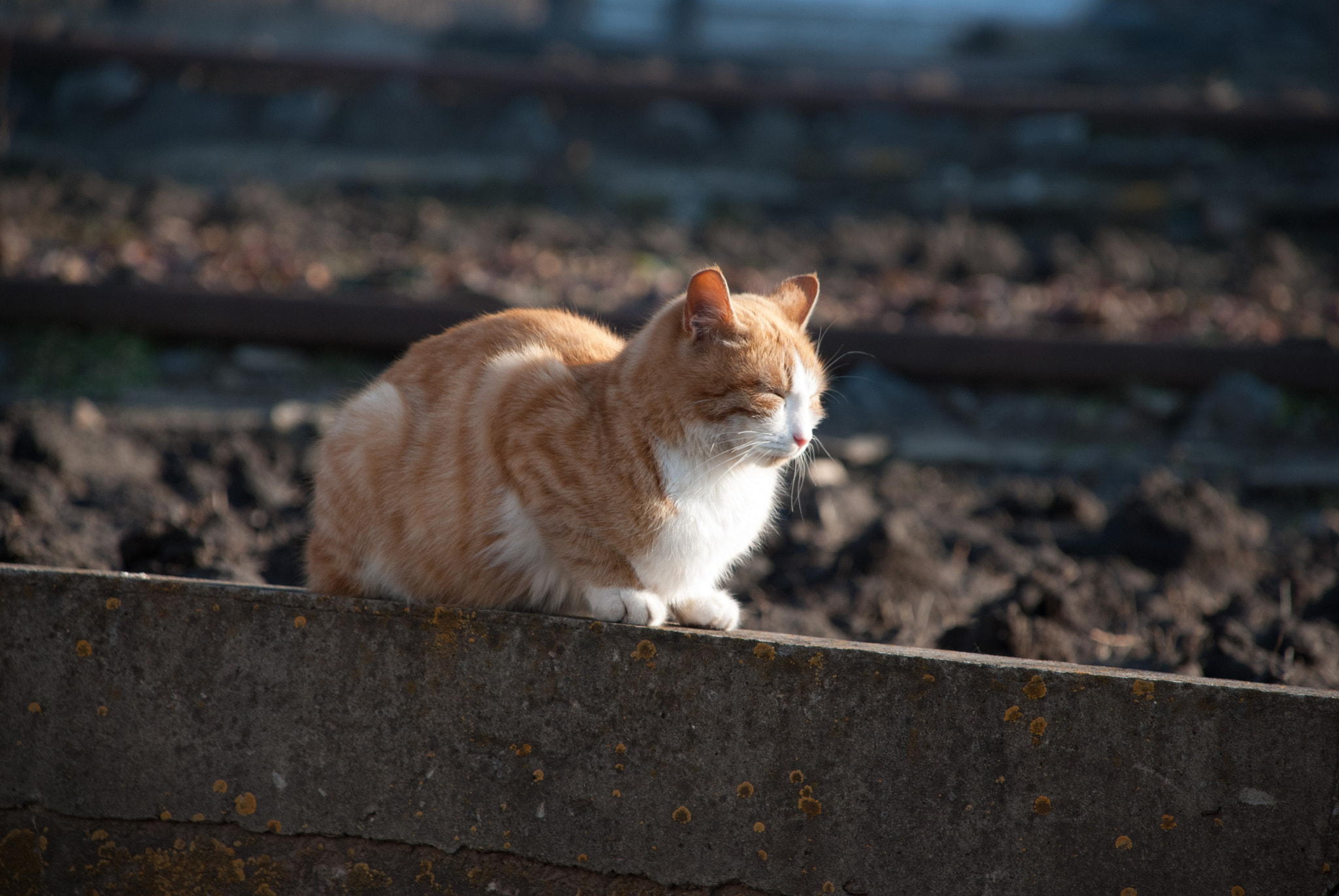 Nikon D60 sample photo. 28307711360.jpg photography