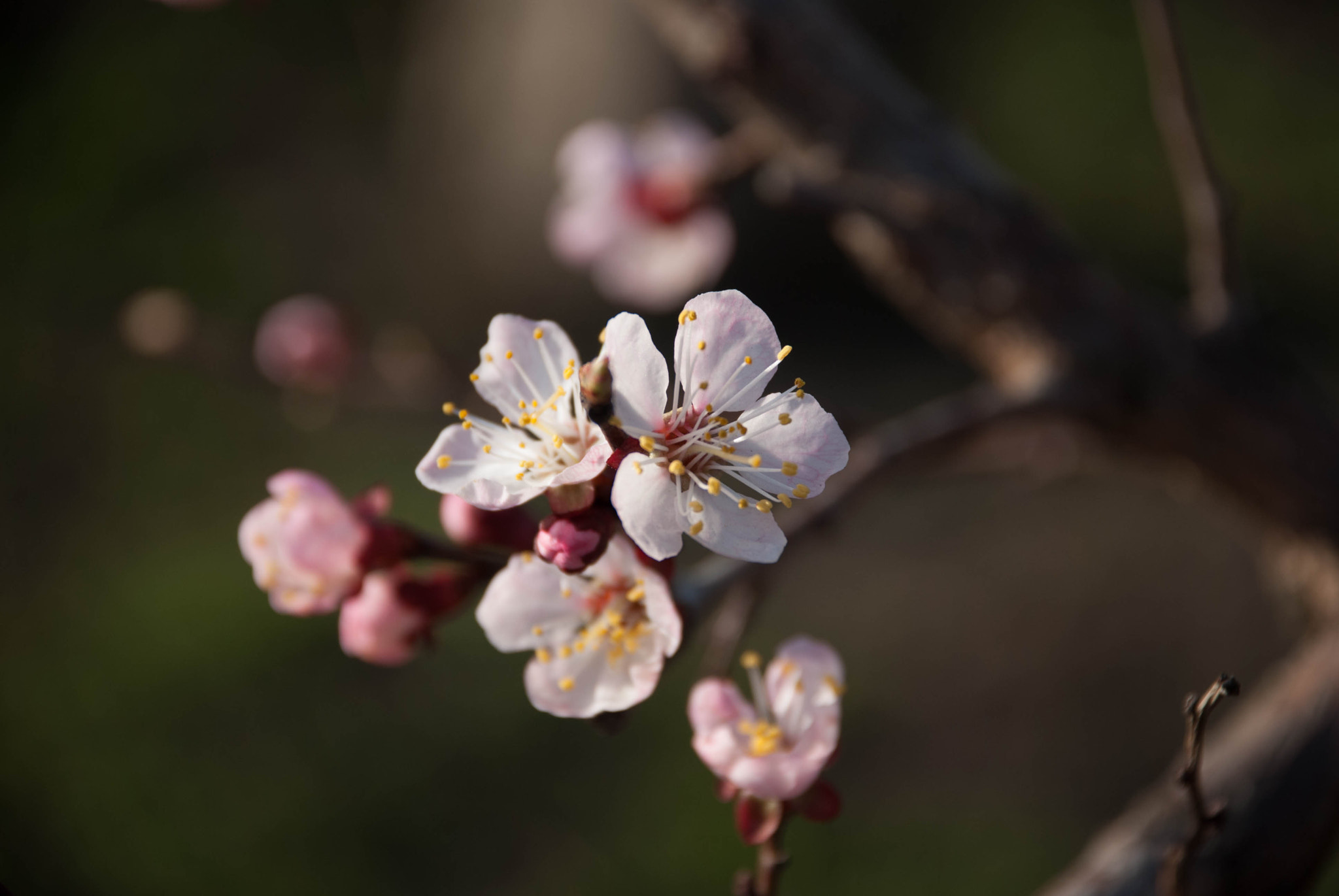 Nikon D60 sample photo. 28559304726.jpg photography
