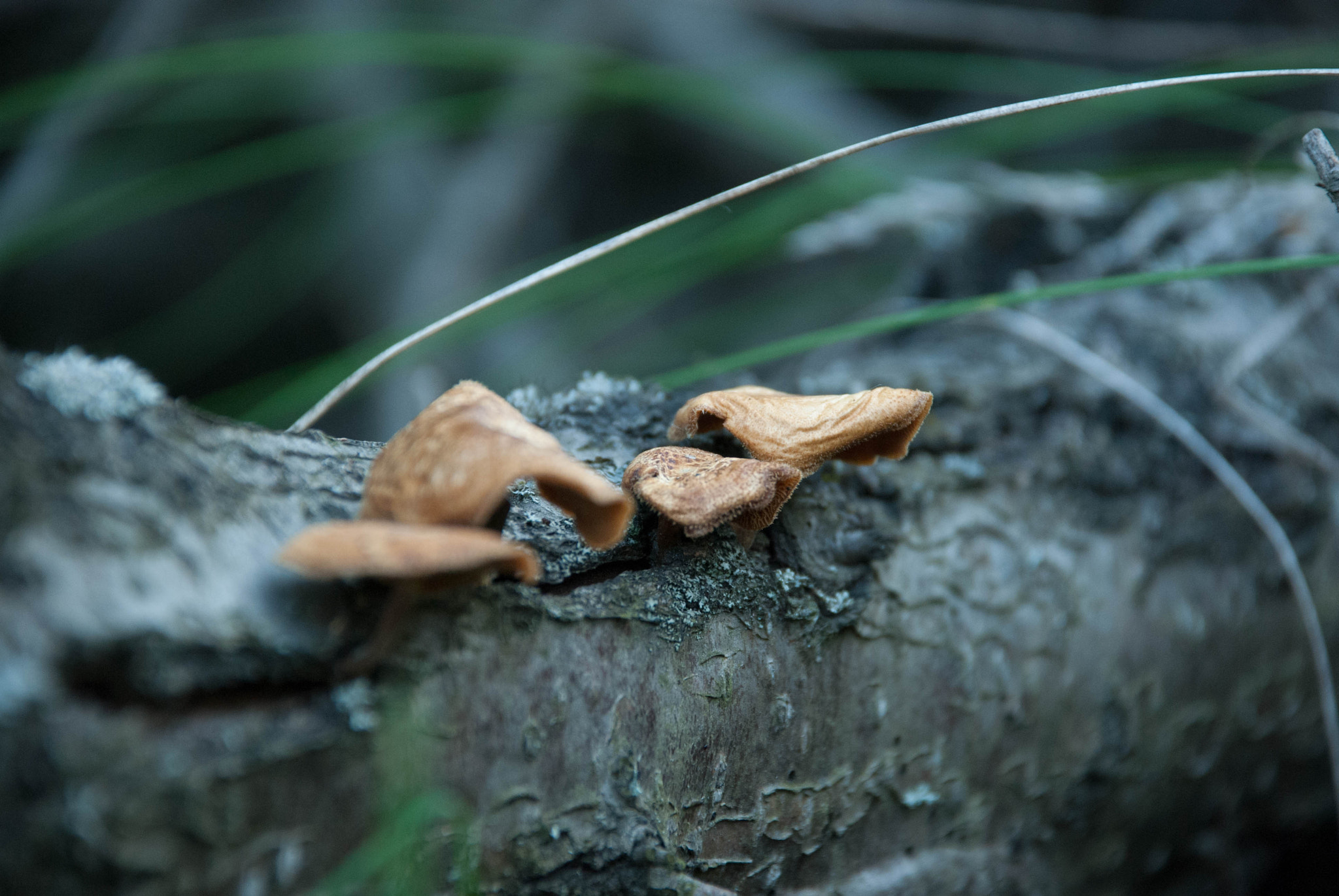 Nikon D60 sample photo. 24168757921.jpg photography