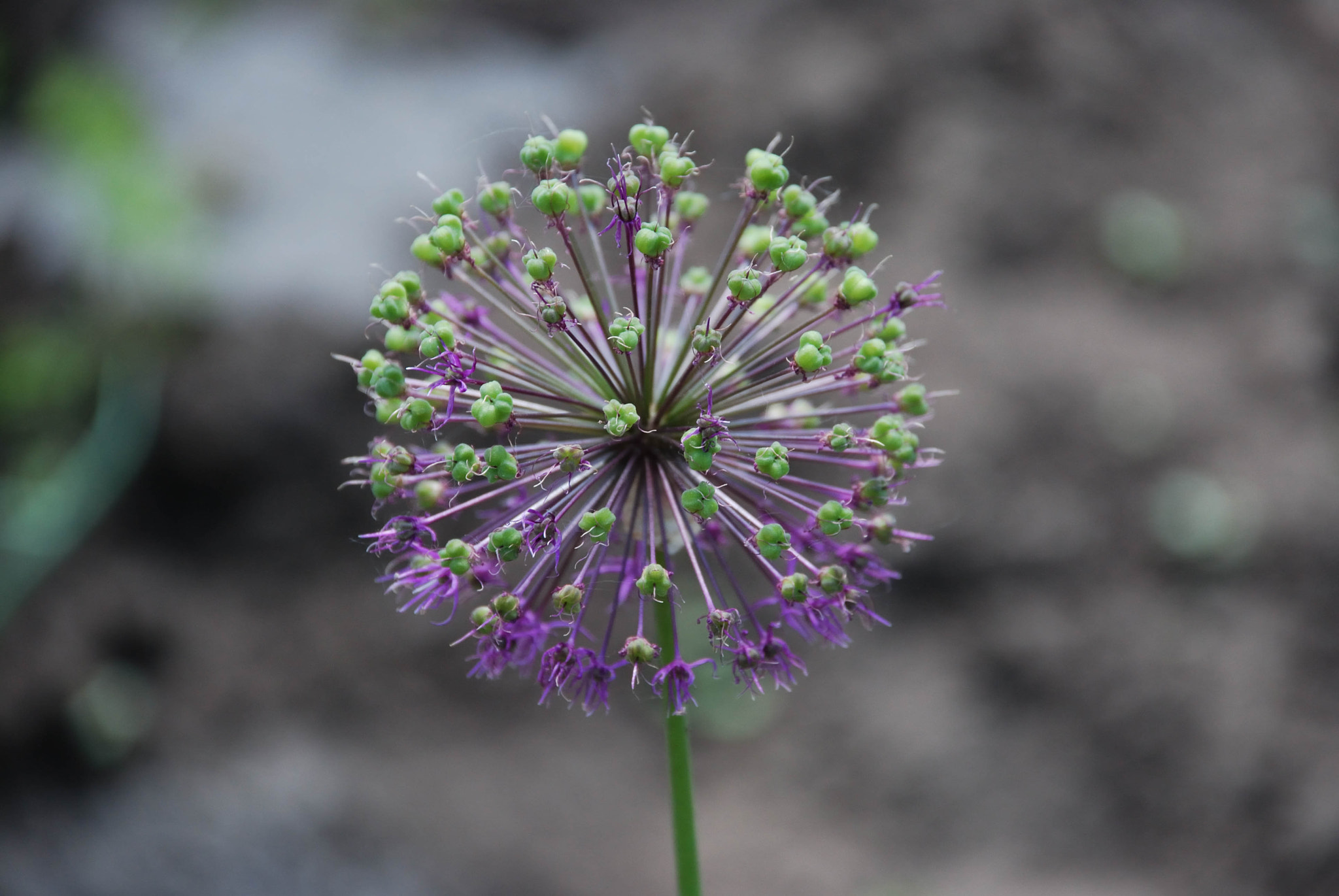 Nikon D60 sample photo. 24168749591.jpg photography