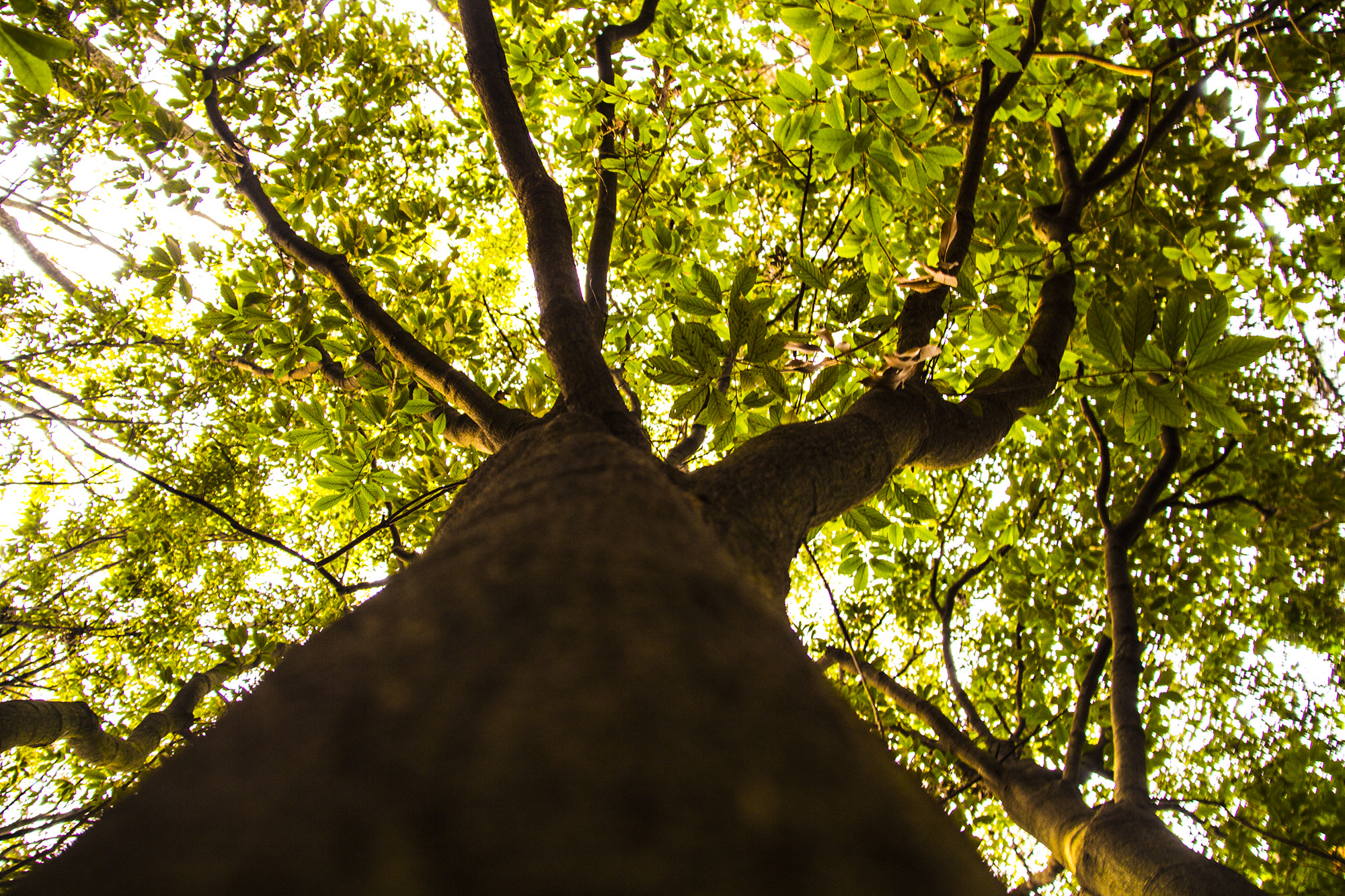 Canon EOS 650D (EOS Rebel T4i / EOS Kiss X6i) sample photo. Tree photography