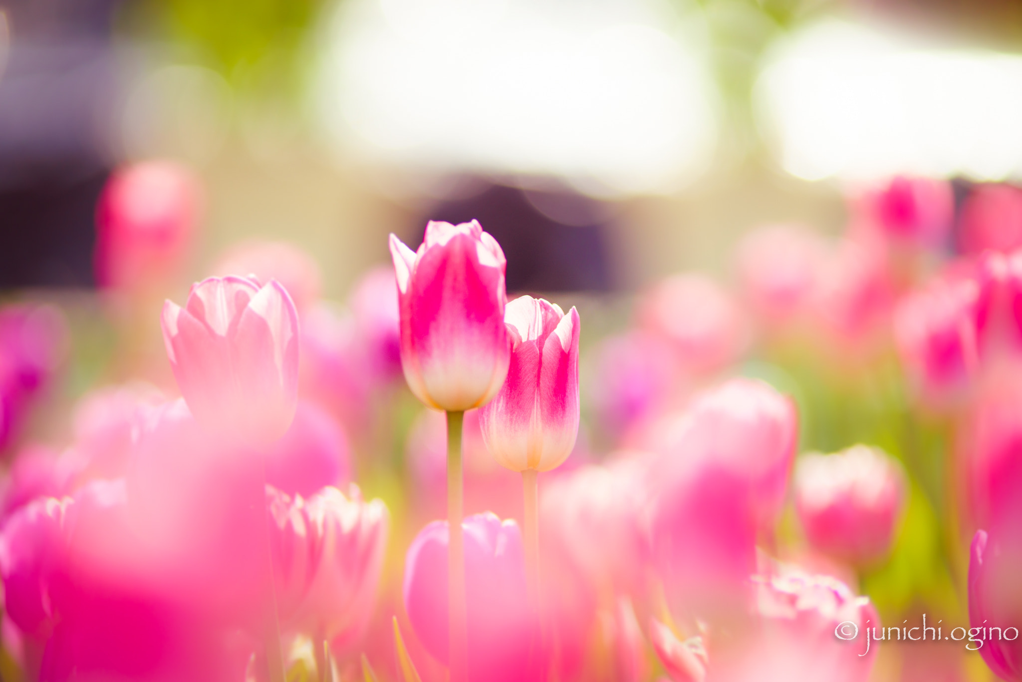 Sony a7R II + Minolta AF 200mm F2.8 HS-APO G sample photo. Beautiful photography