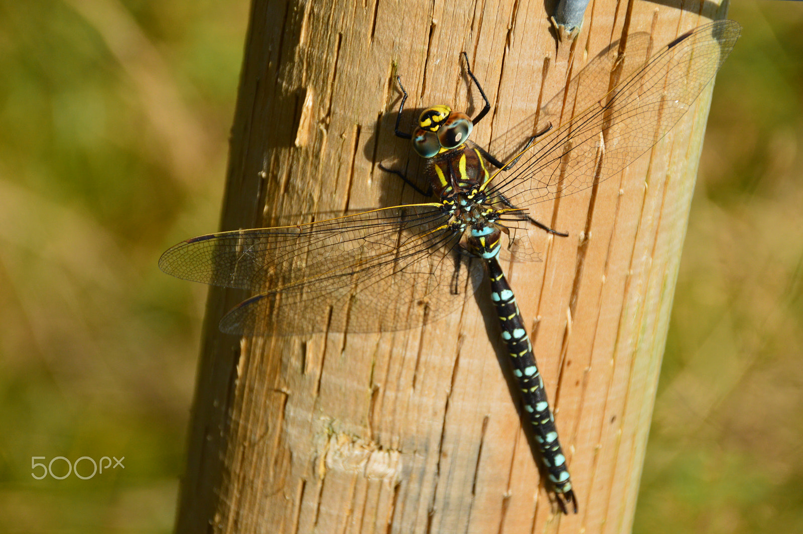 Nikon D3200 + Sigma 18-200mm F3.5-6.3 II DC OS HSM sample photo. Dragonfly at dovestone reservoir photography