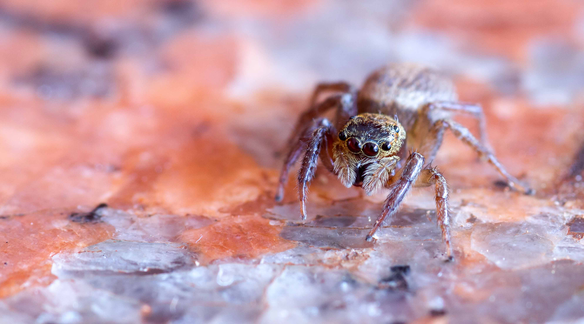 Canon EOS 7D + Sigma 105mm F2.8 EX DG Macro sample photo. Salticidae photography