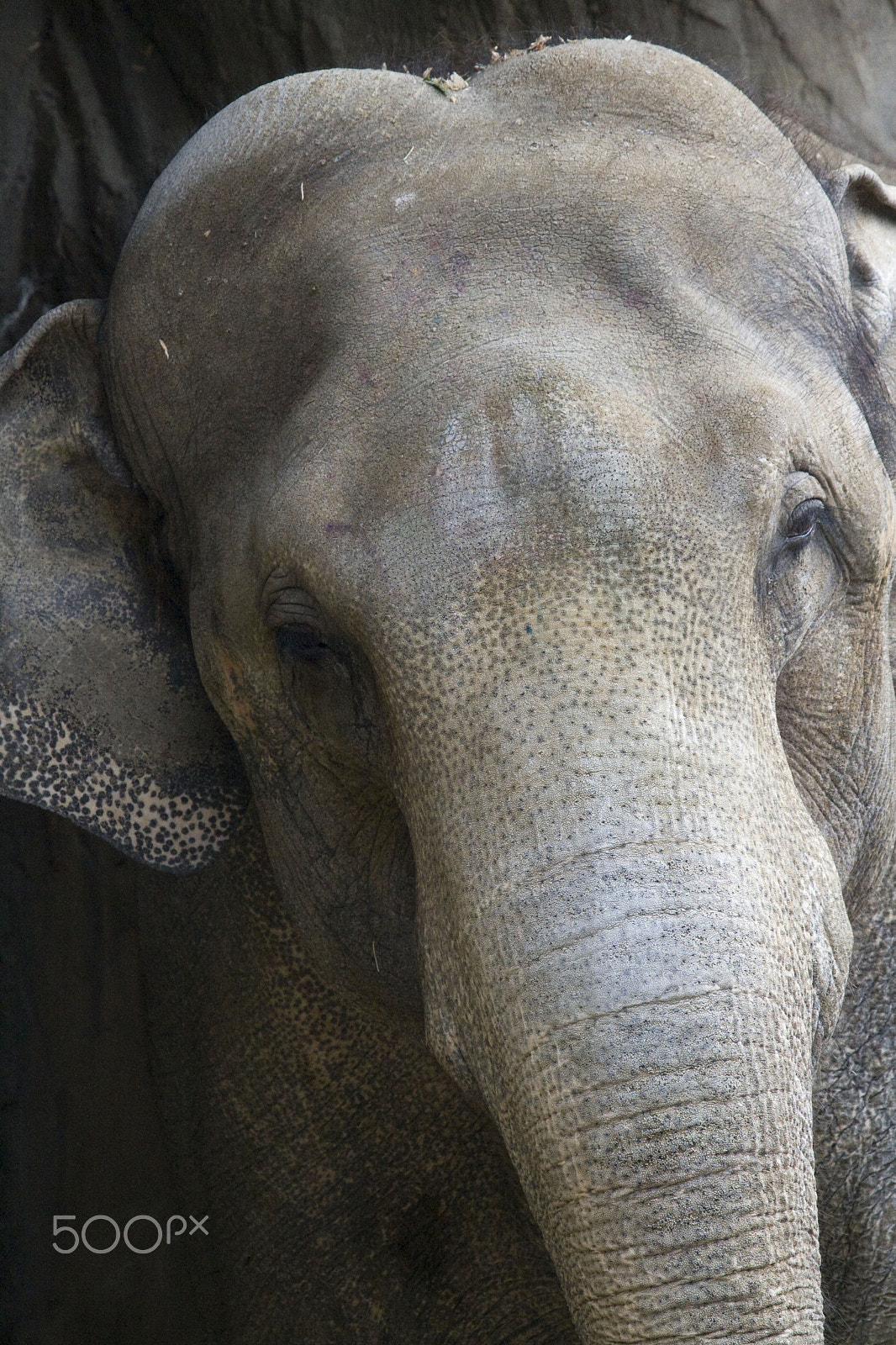 Canon EOS 400D (EOS Digital Rebel XTi / EOS Kiss Digital X) sample photo. Elephant front view photography