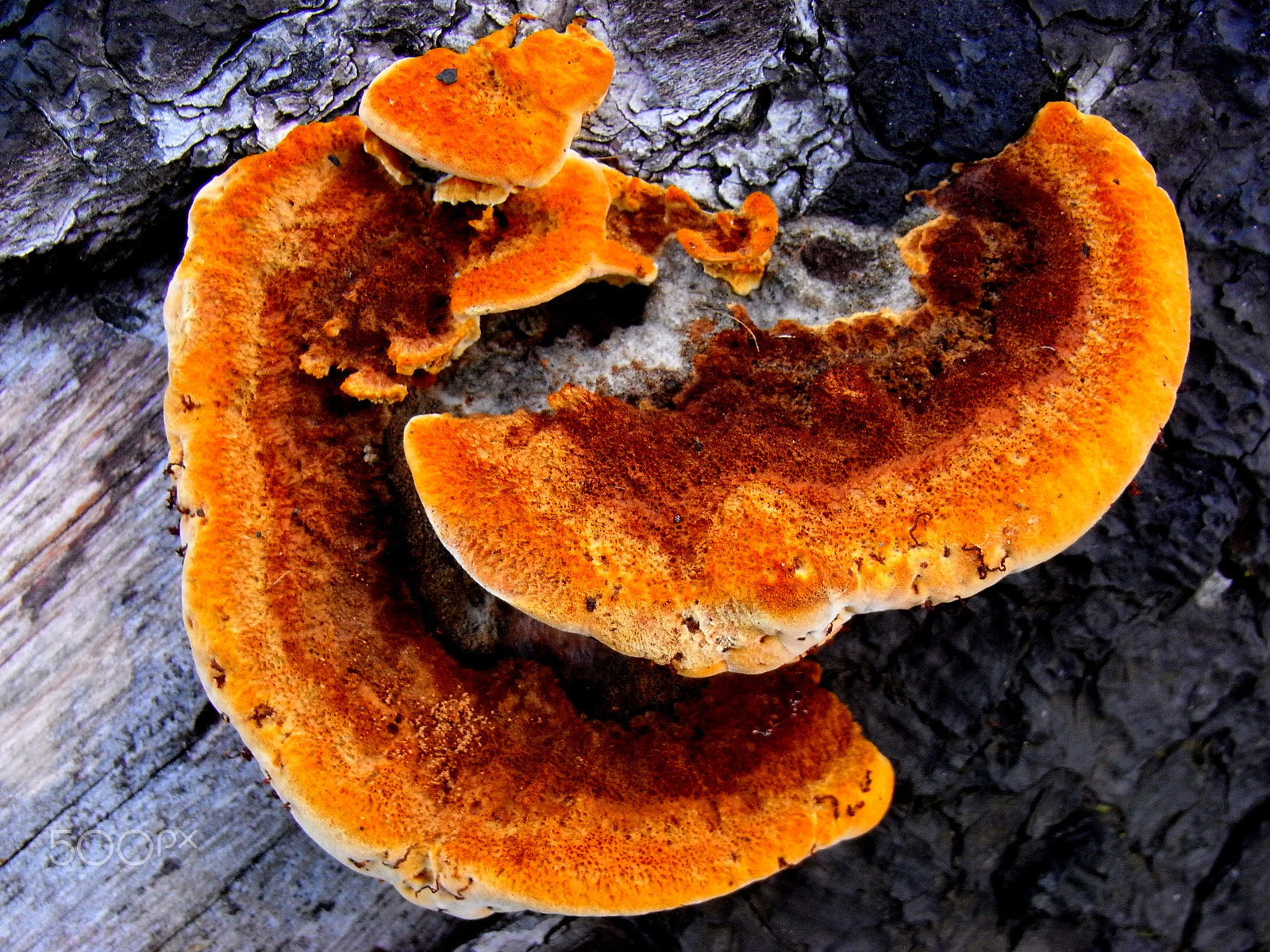 Ricoh Caplio R7 sample photo. Orange fungus photography