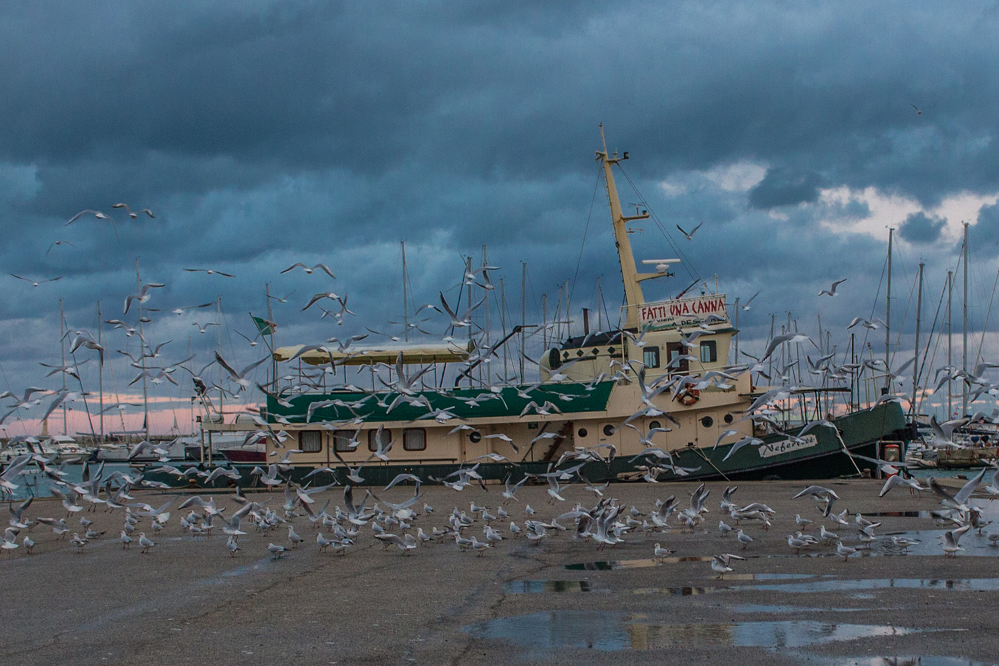 Canon EF-S 24mm F2.8 STM sample photo. Gabbiani... photography