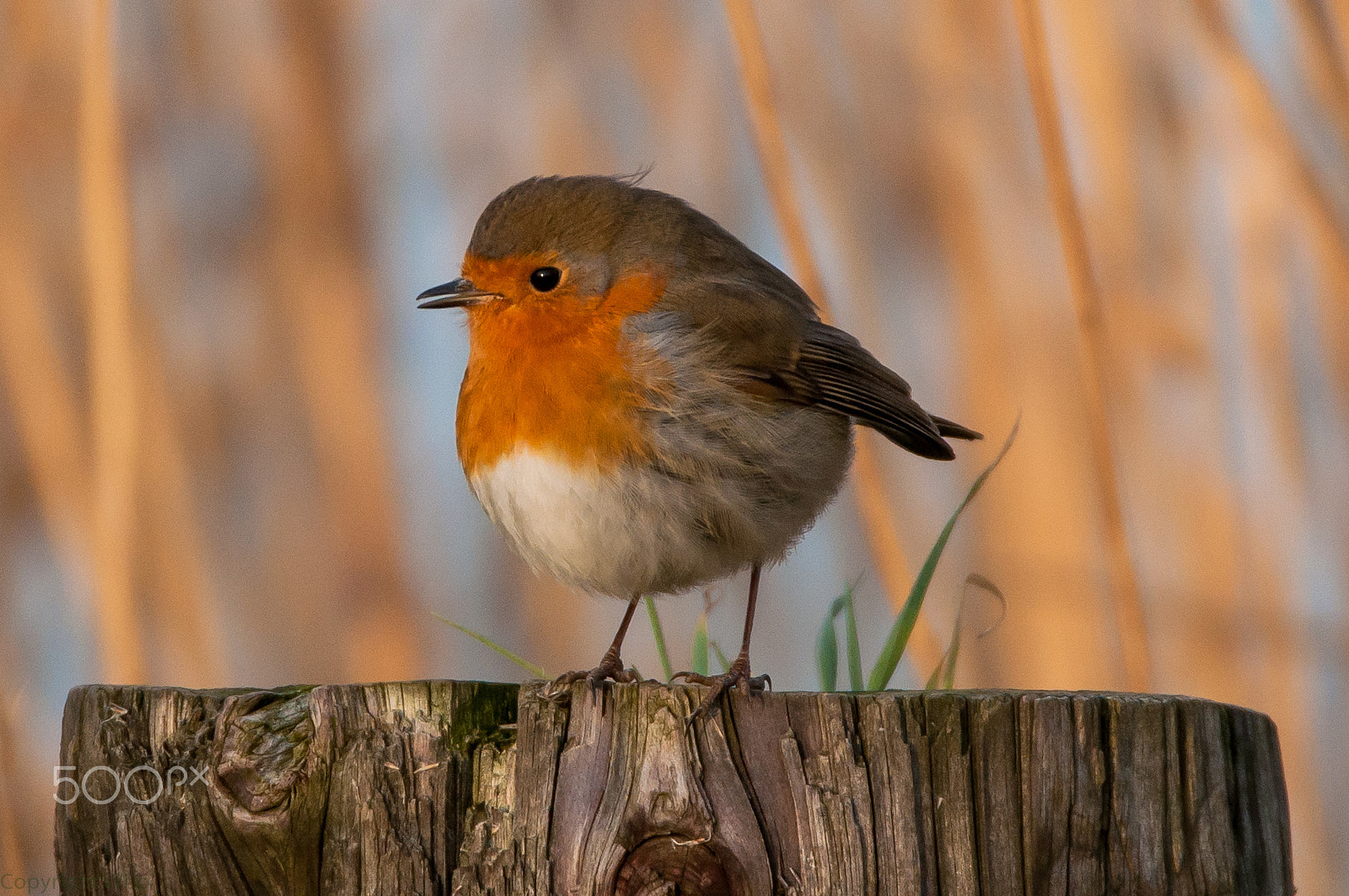 Sigma 150-600mm F5-6.3 DG OS HSM | C sample photo. European robin / roodborst photography