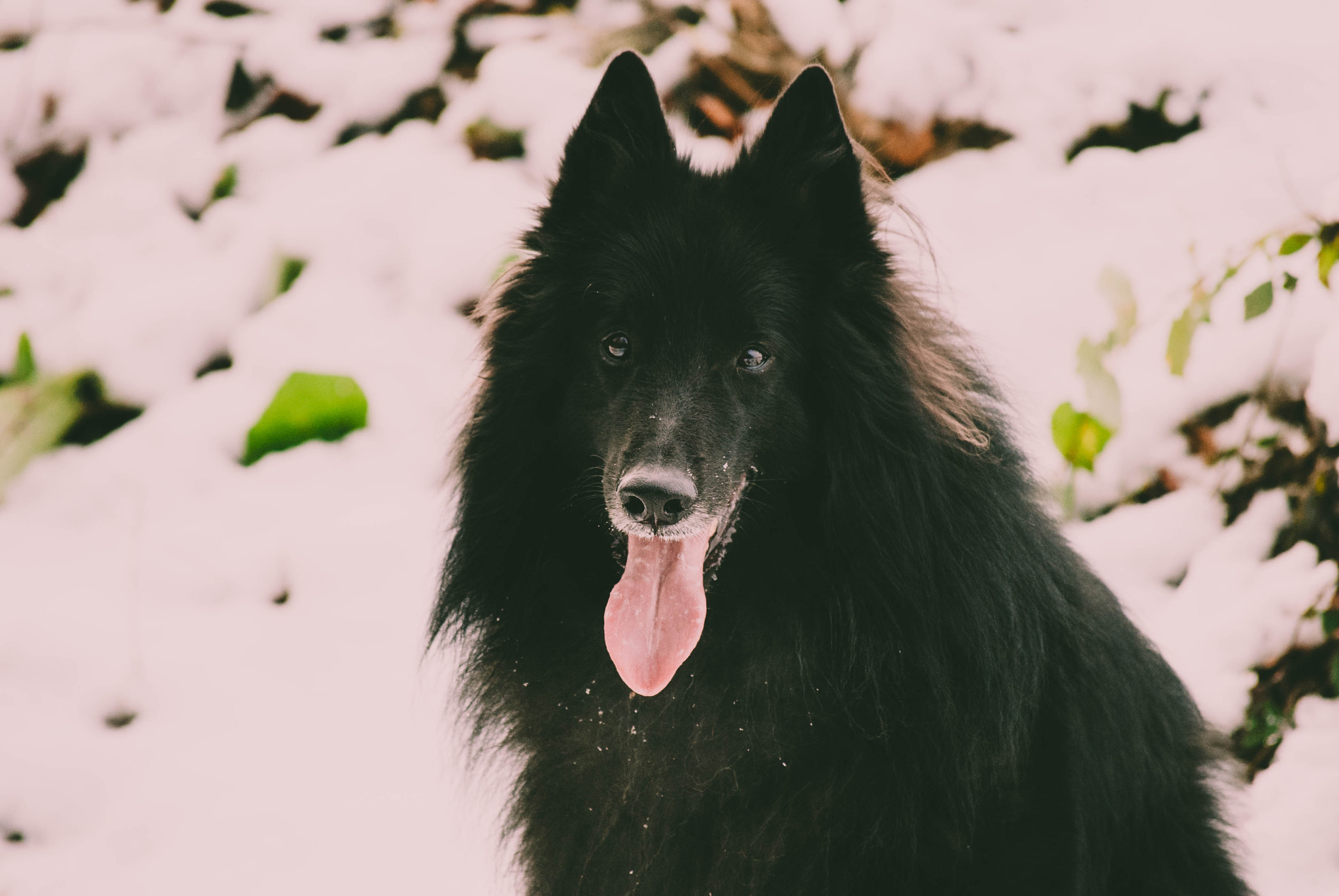 Nikon D3000 sample photo. Snowdog photography