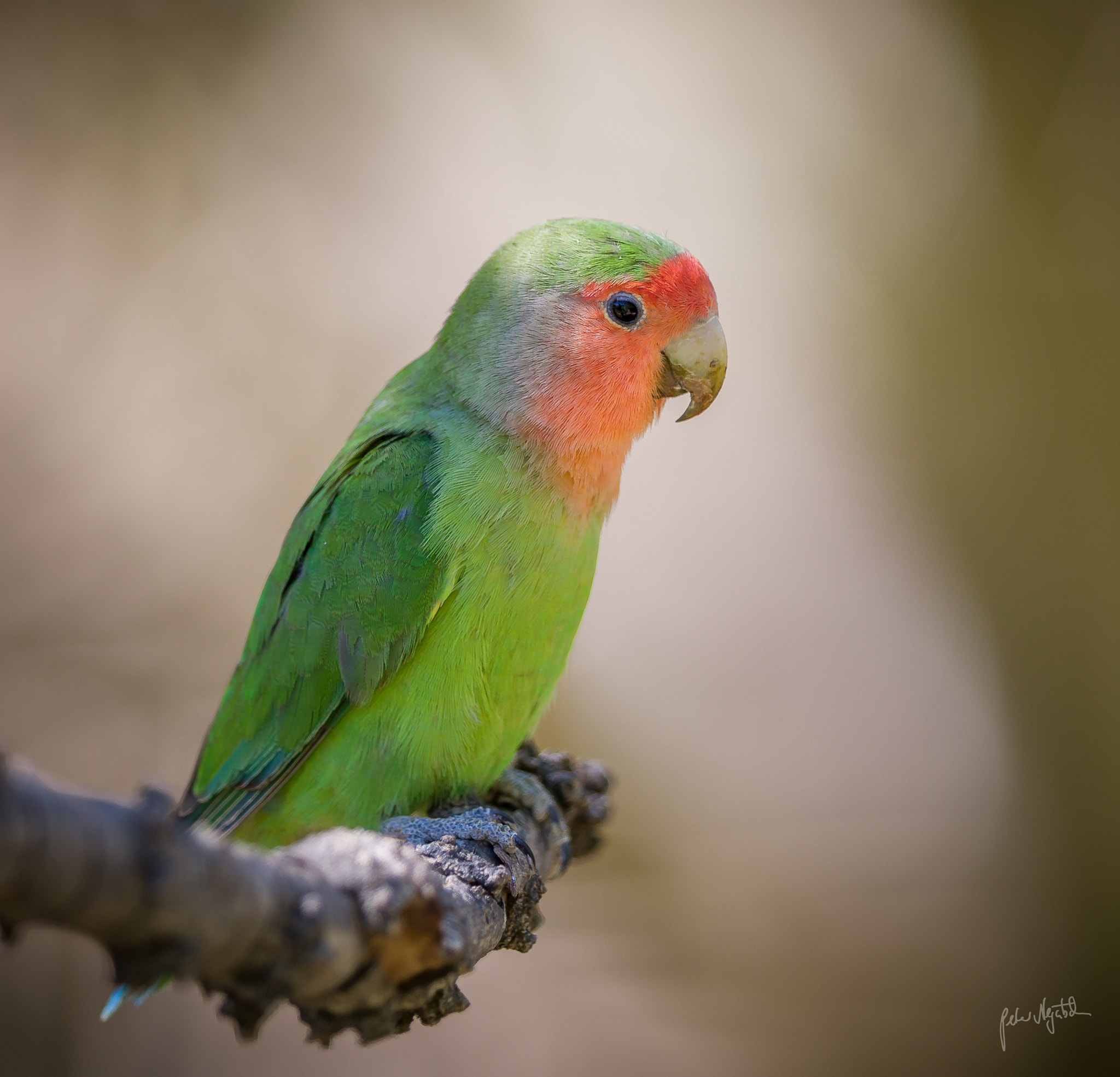 Canon EF 300mm F2.8L IS II USM sample photo. Lovebird photography
