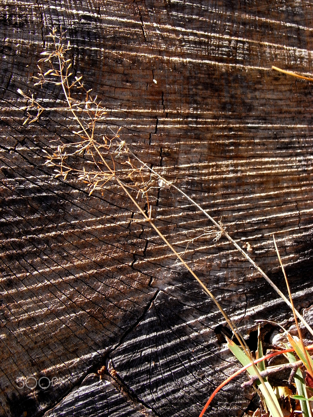 Ricoh Caplio R7 sample photo. Diagonal photography