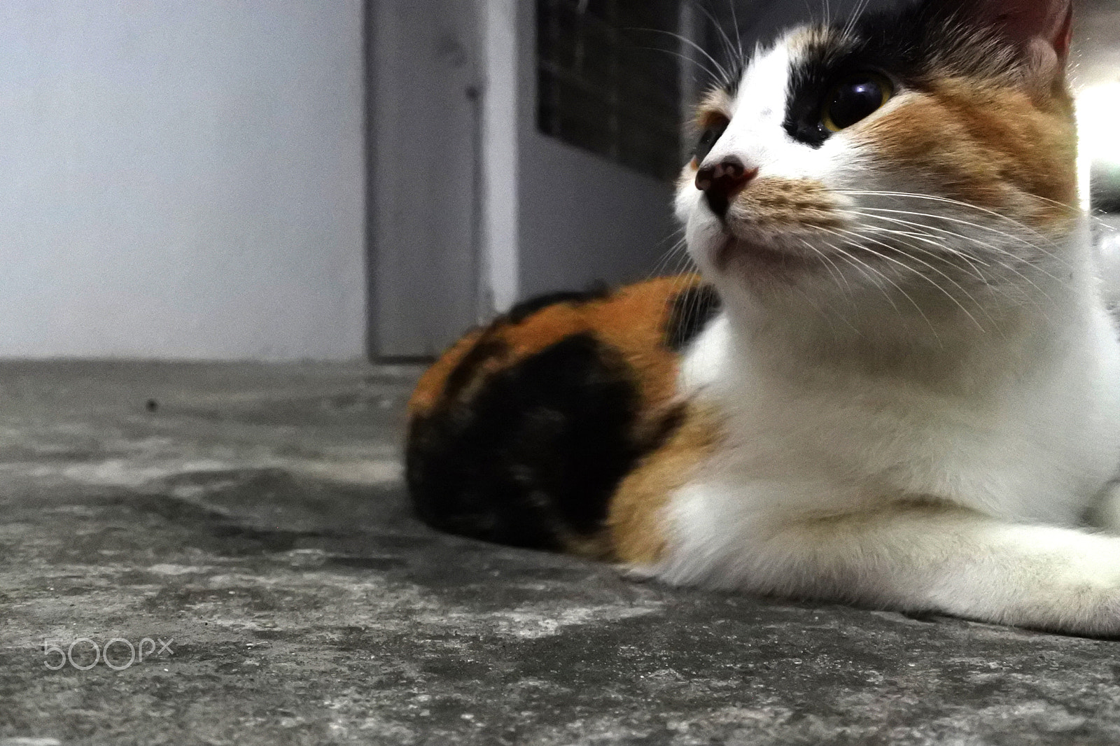 Nikon 1 J5 sample photo. Gatito photography