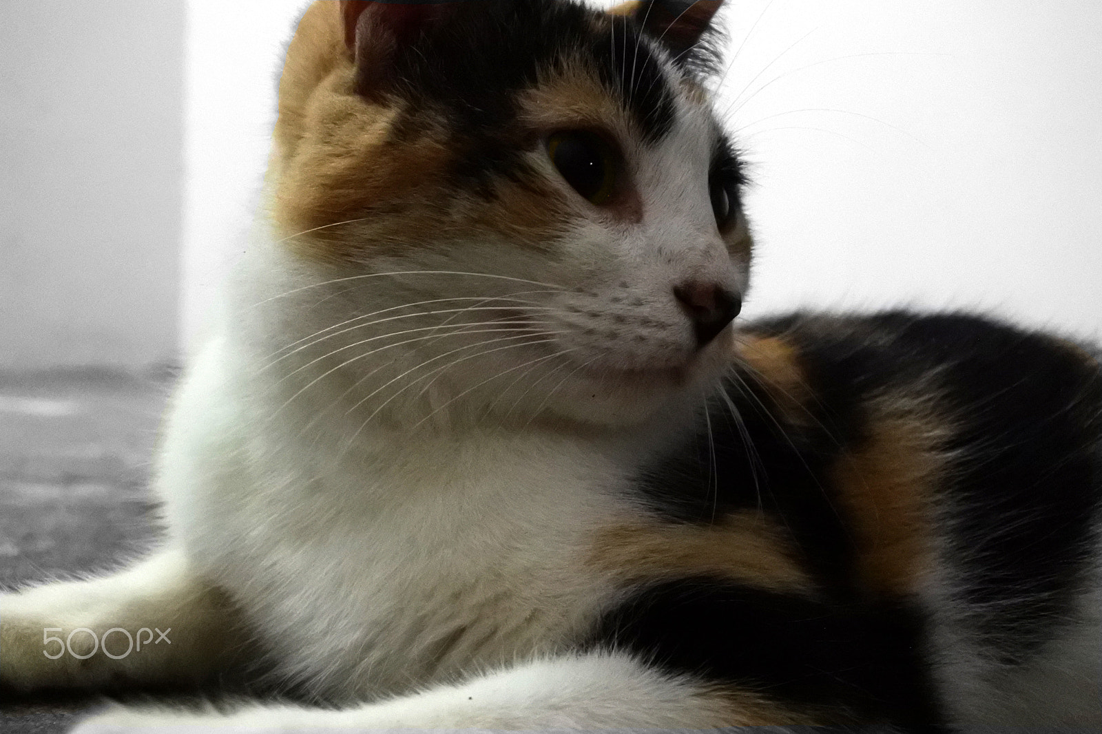 Nikon 1 J5 sample photo. :3 photography