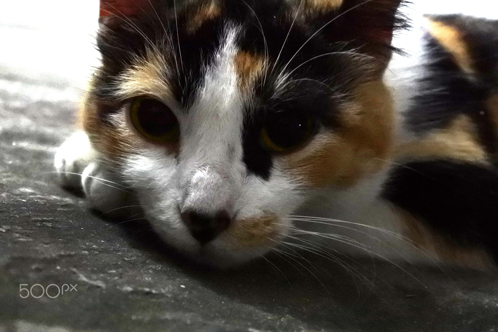 Nikon 1 J5 sample photo. Miau photography