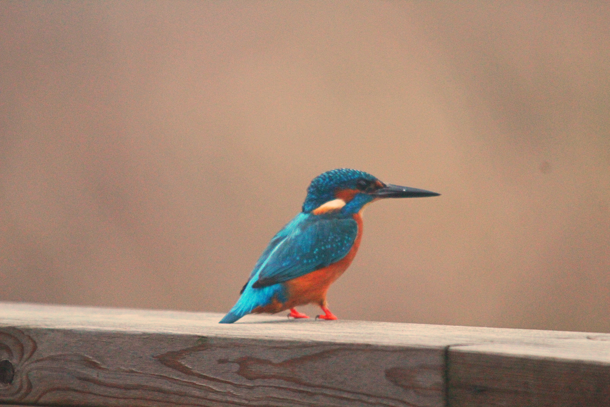 Sigma 150-500mm F5-6.3 DG OS HSM sample photo. Img photography